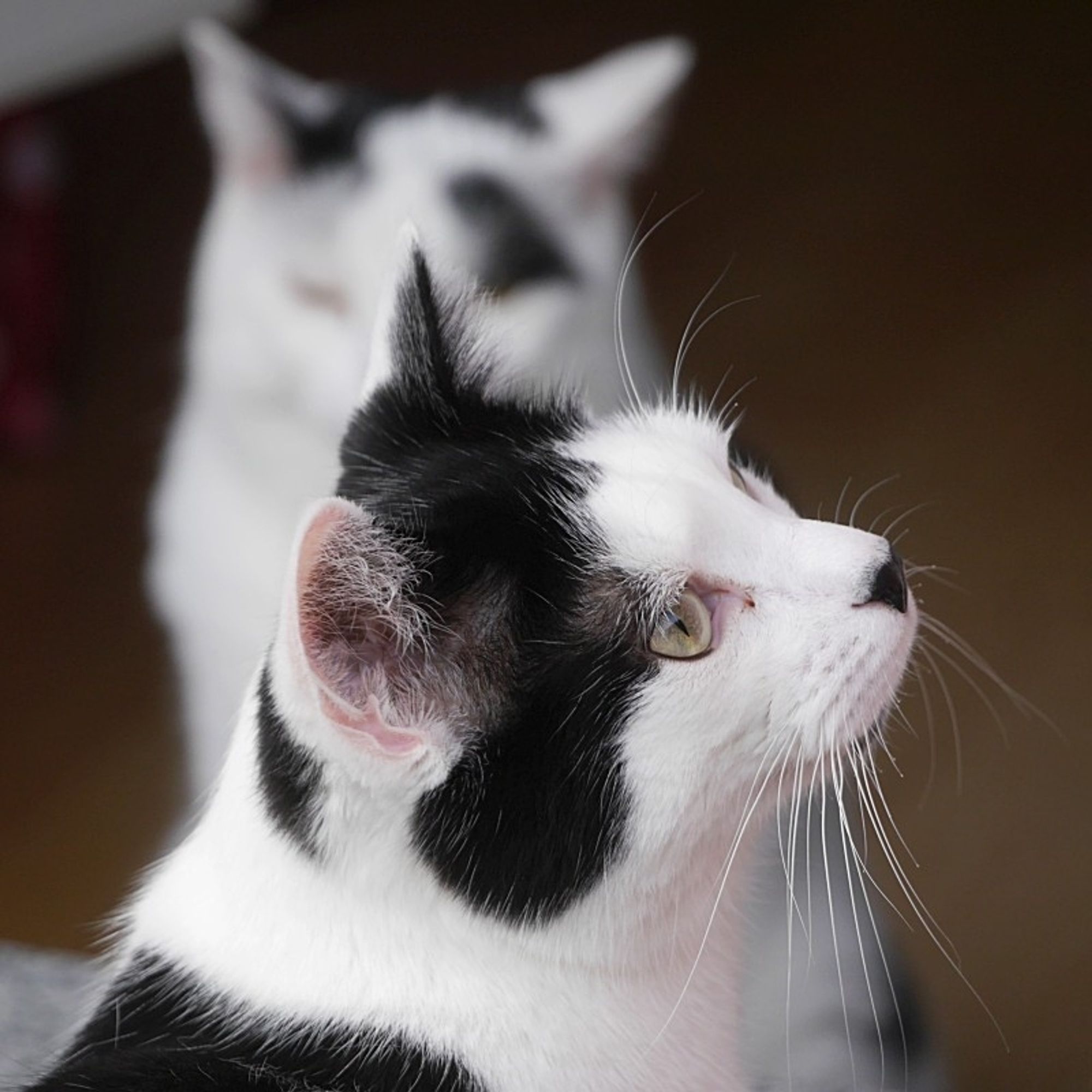 Unseren beiden Kater gefällt es auf der Dachterrasse, ganz ohne Streiten