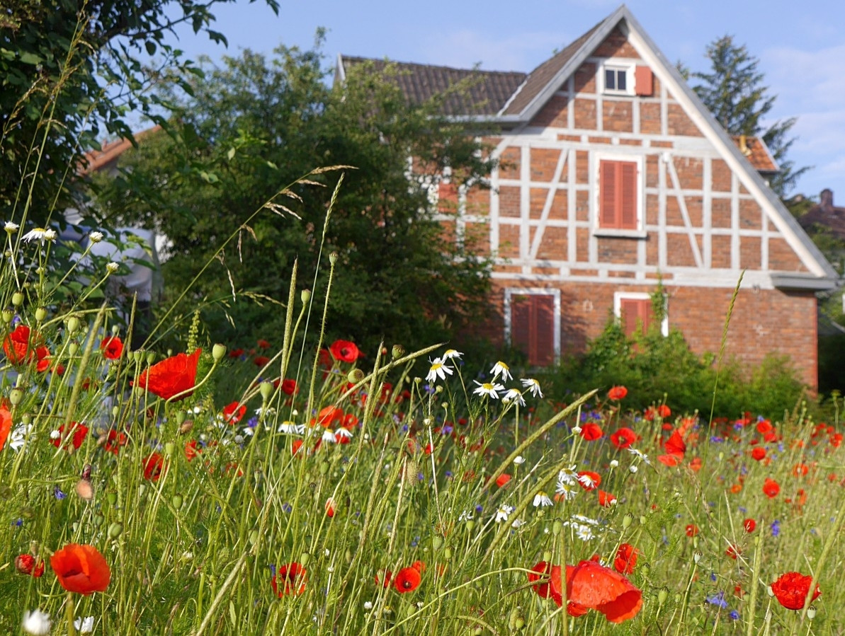 Blumenwiese mit Fachwerkhaus im Hintergrund