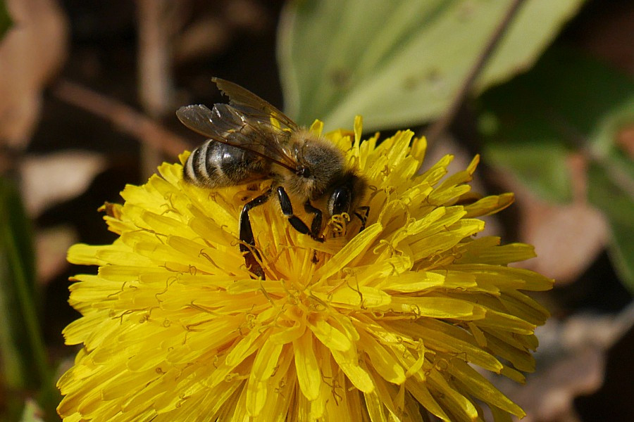 Biene auf einer Löwenzahnblüte