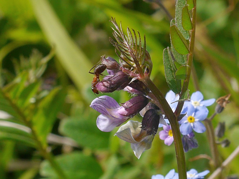 Ameise auf einer Blüte