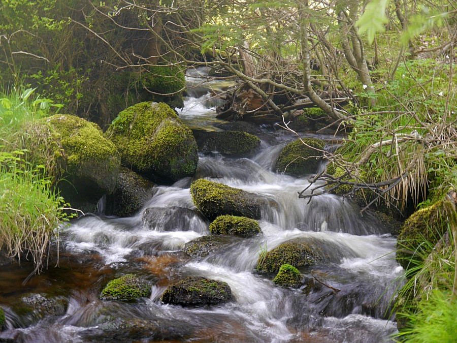 Bachlauf, der in den Schwarzenbach mündet