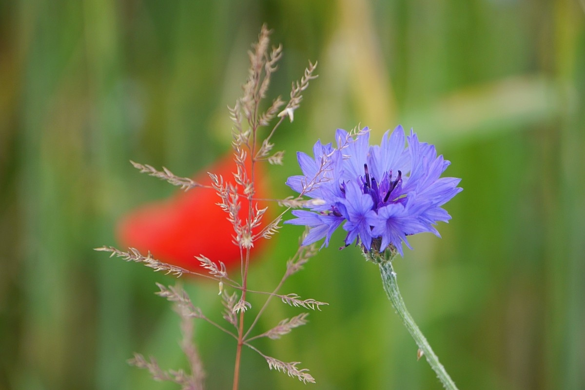 Ķomposition aus Kornblume, Mohnblume und Gräser in einem Getreidefeld