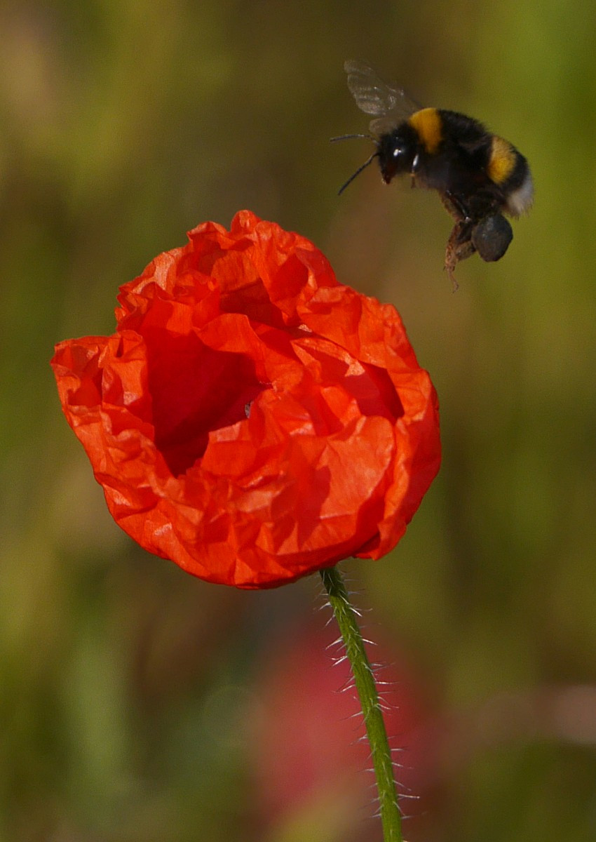 Hummel im Anflug auf eine Mohnblüte