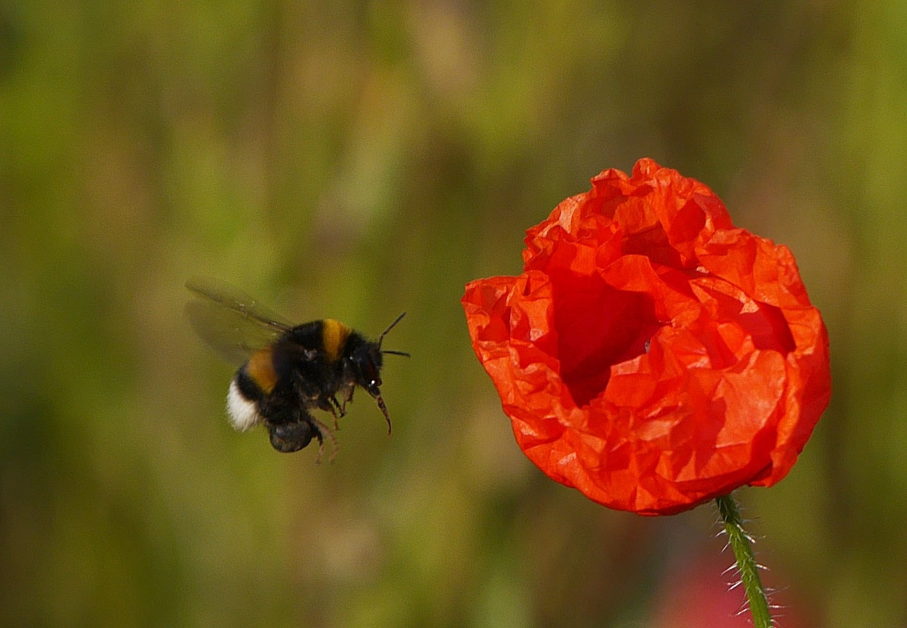 Anflug zur Mohnblume