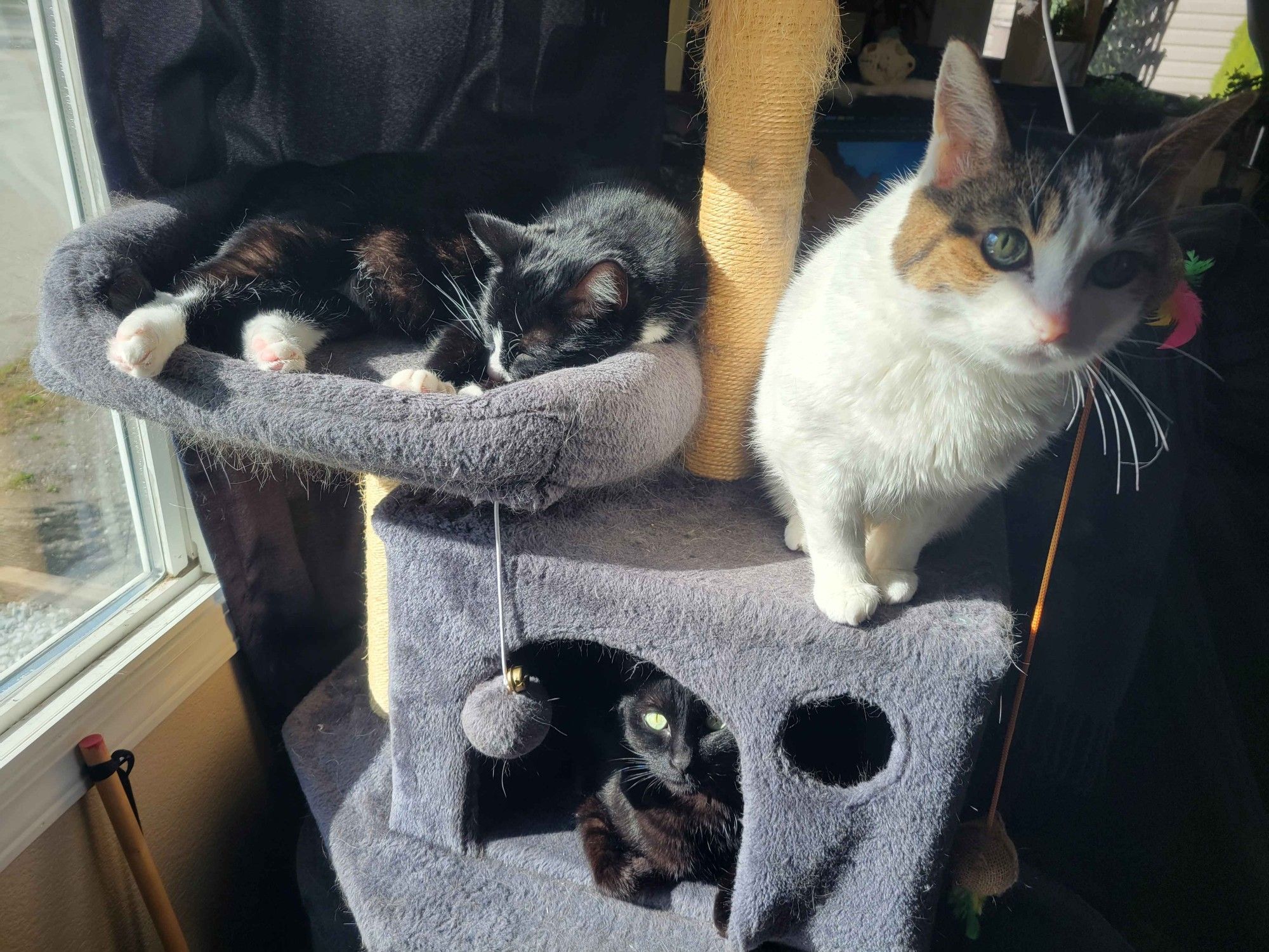 my three cats, once upon a time, all on their cat tree together.