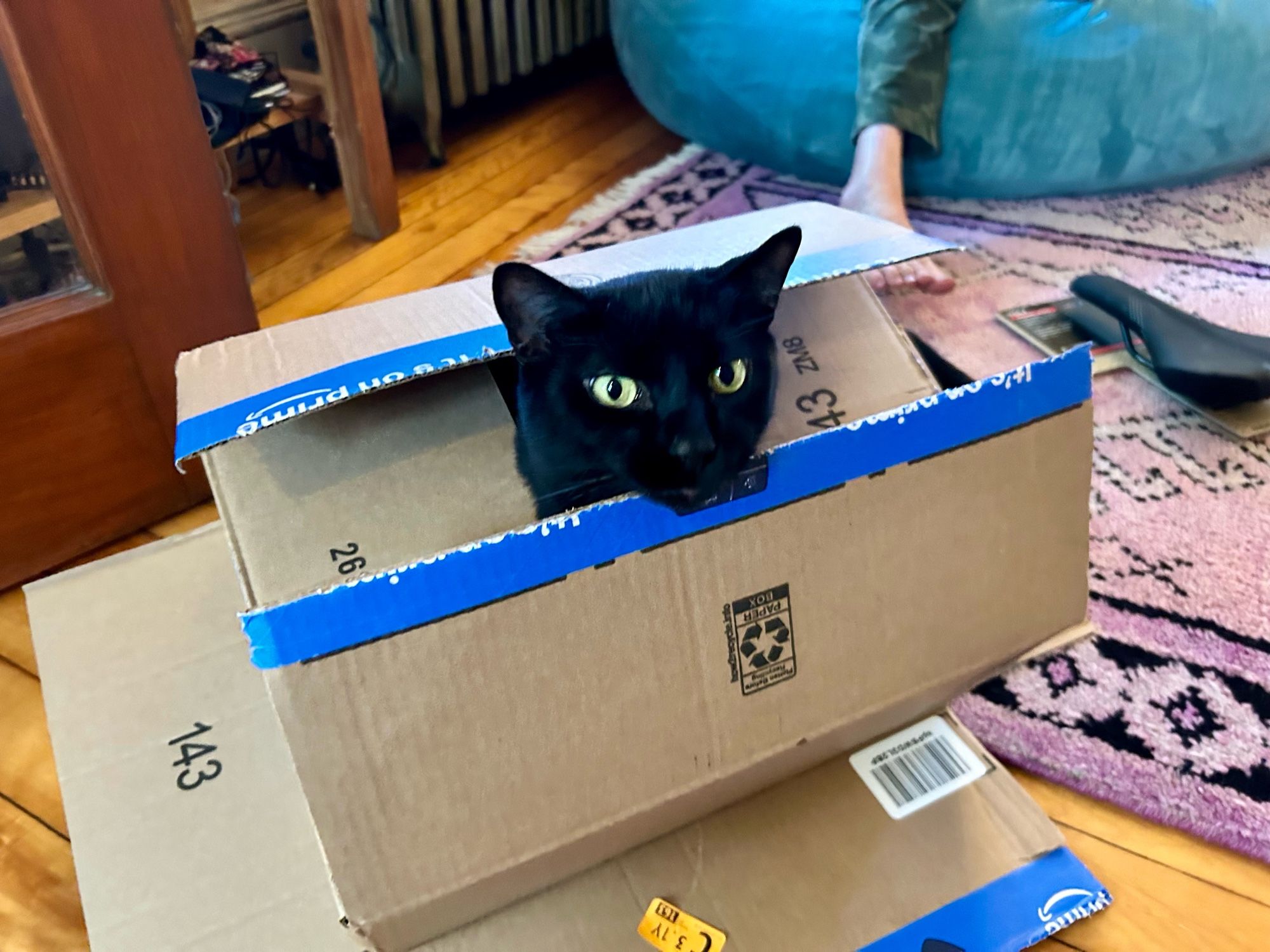 My black cat Mako poking his head through the underside of a cardboard box. His blank facial expression connotes vacuity