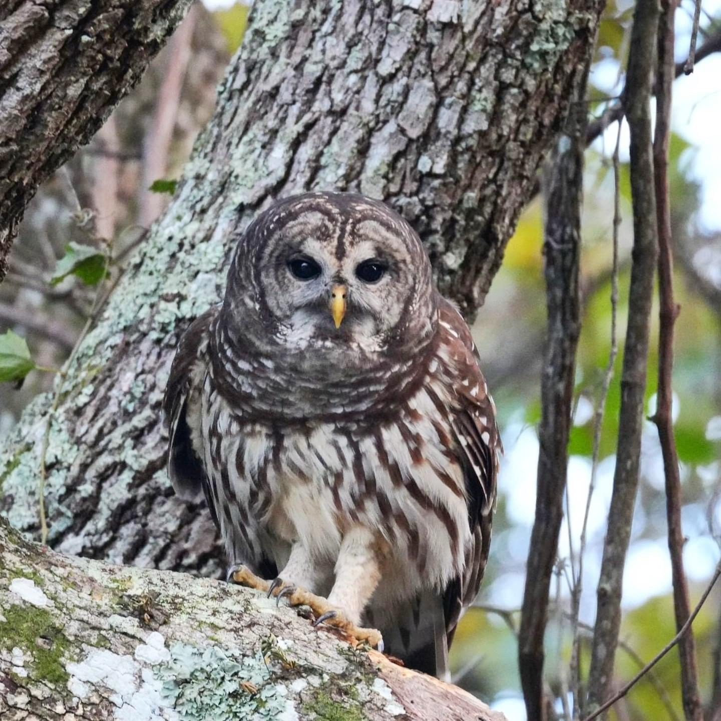 Owl perched on a live oak. It is facing the camera directly.