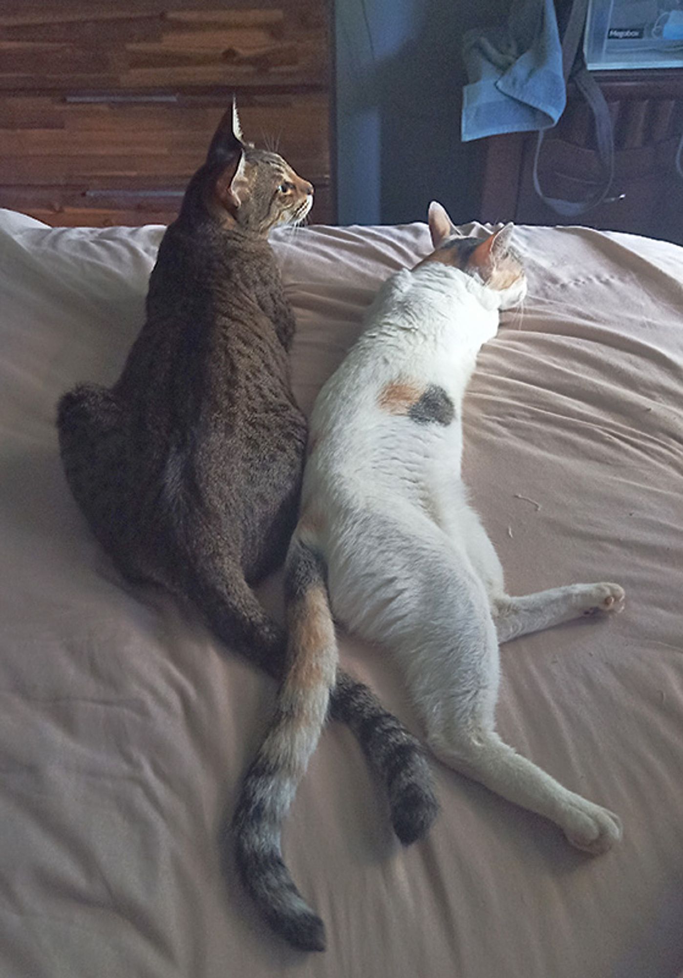 Huey, a gray mackerel boy, and Munky, a white lady with multi-colored patches and tail, lie on a bed with their back ends toward the camera. Their tails are crossed.