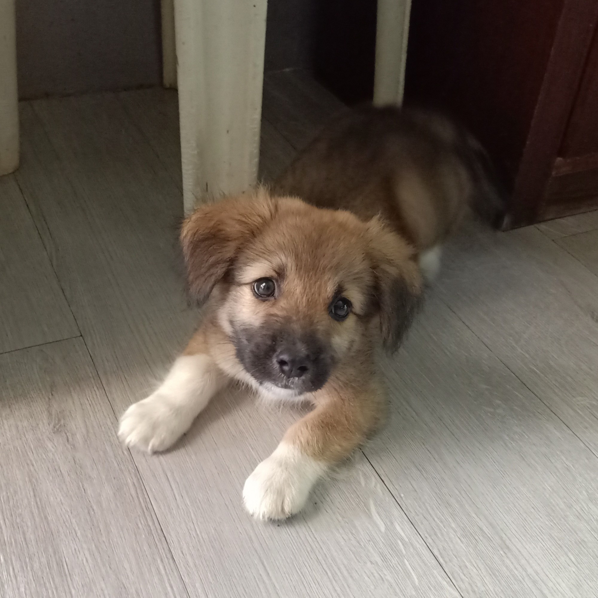 It's handsome Mr. Rufus, one of Mai-Mai's 5 pups.