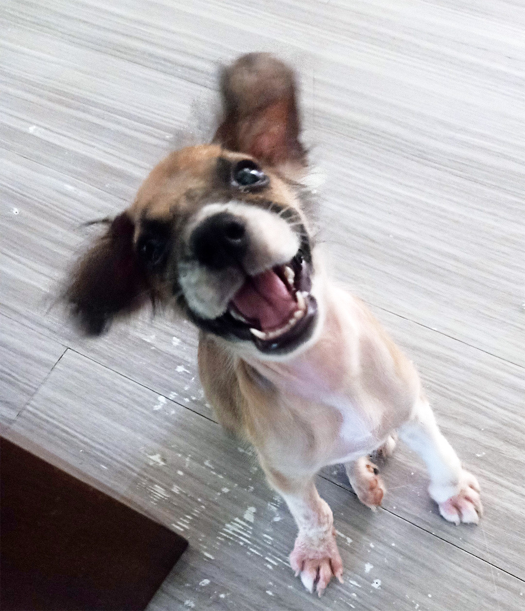 It's a blurry goofball Bettie Butt, the neighbor's puppy that was picked on by her litter mates to the point that she was pulling her own paw fur out. One of the neighbor's little girls brought to puppy to us because, apparently, we're the Puppy People.  Here Bettie is laughing at the camera while sitting on the floor pretending to be good.