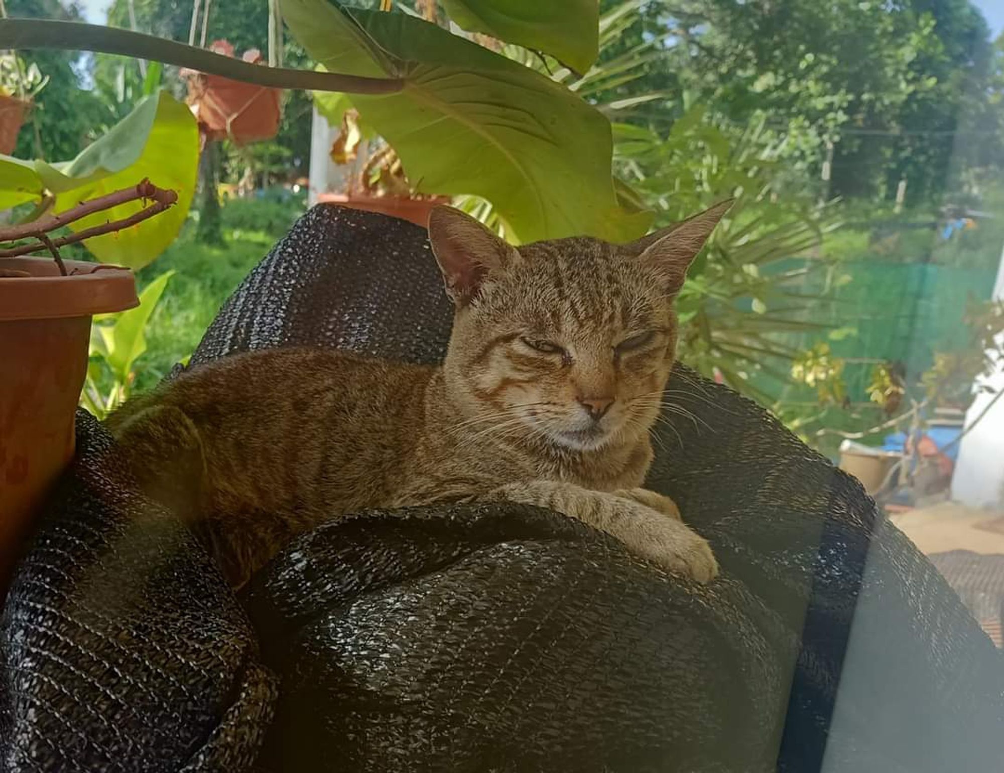 This is Mr. Gray, a gray striped neighborhood tabby that we feed. He's laying atop a bunch of sun screen material that my wife used over her plants. He knows he has a safe place out of the sun, freed food and cool water so he hangs with us for a few hours each day. He's quite the man and even though I can't hear him, I can see that he talks  *lot* to us.