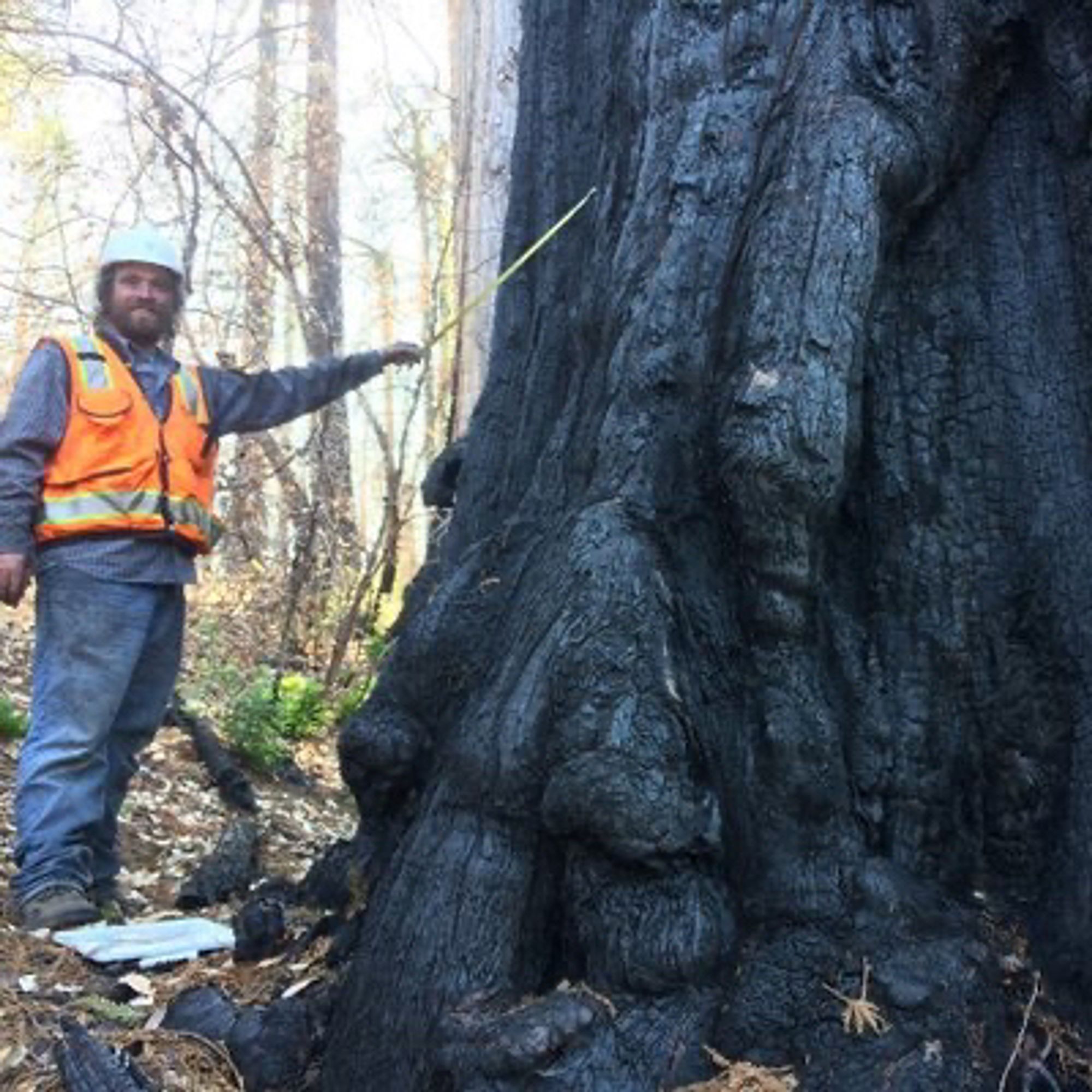 Brian Woodward standing next to a large redwood tree with a diameter at breast height tape.