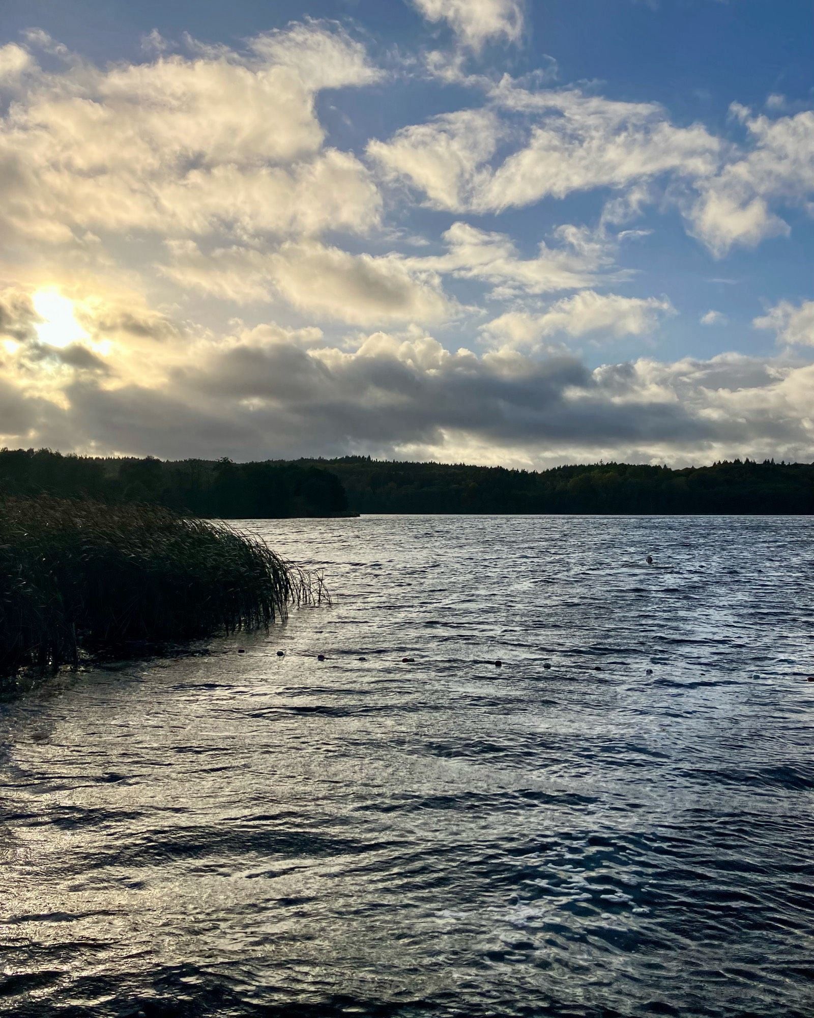 Blick auf einen See im Gegenlicht der Sonne. Links am Ufer Schilf. Am gegenüberliegenden Ufer stehen Bäume. Ganz klein weiter hinten im Wasser ist ein Schwimmer zu erkennen. 