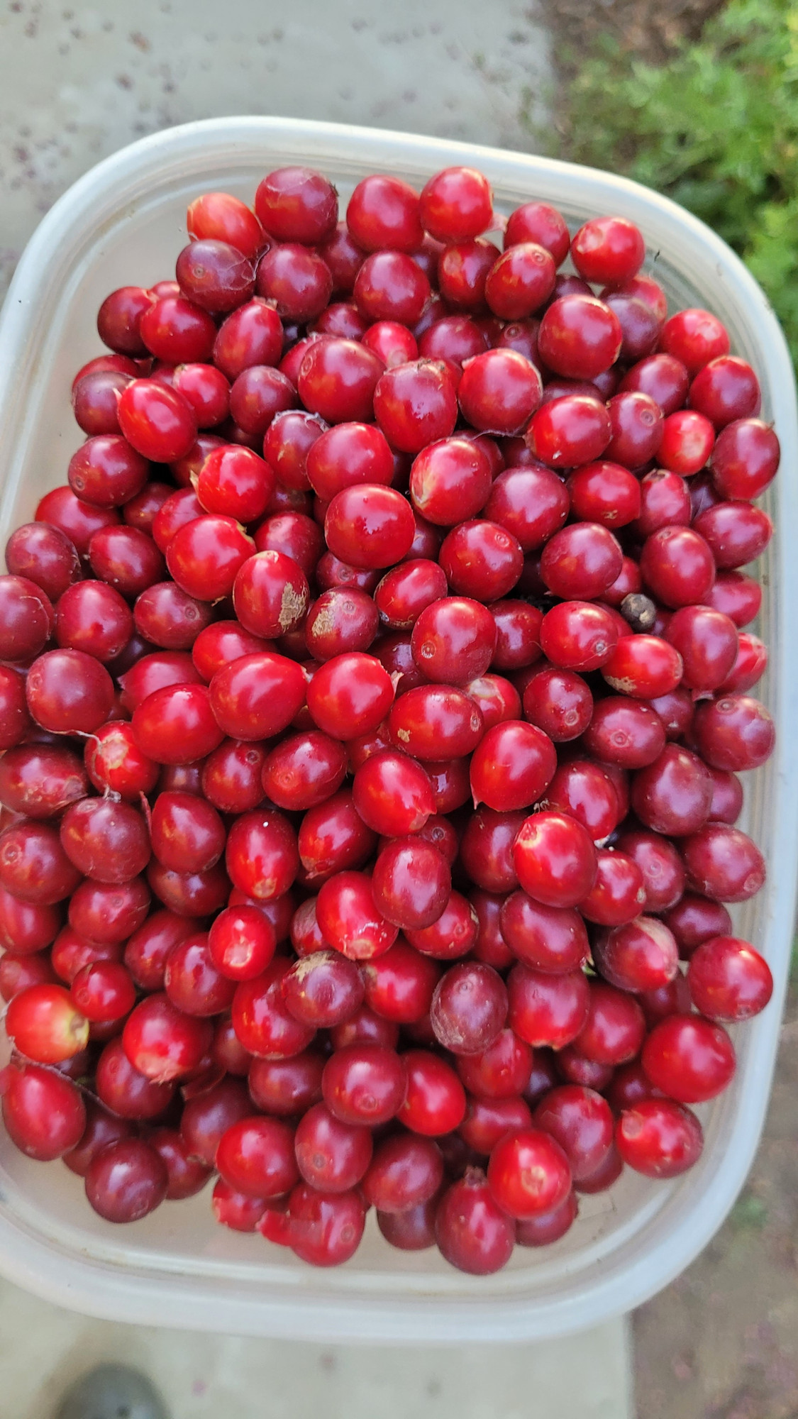Enormous container full of fresh coffee cherries