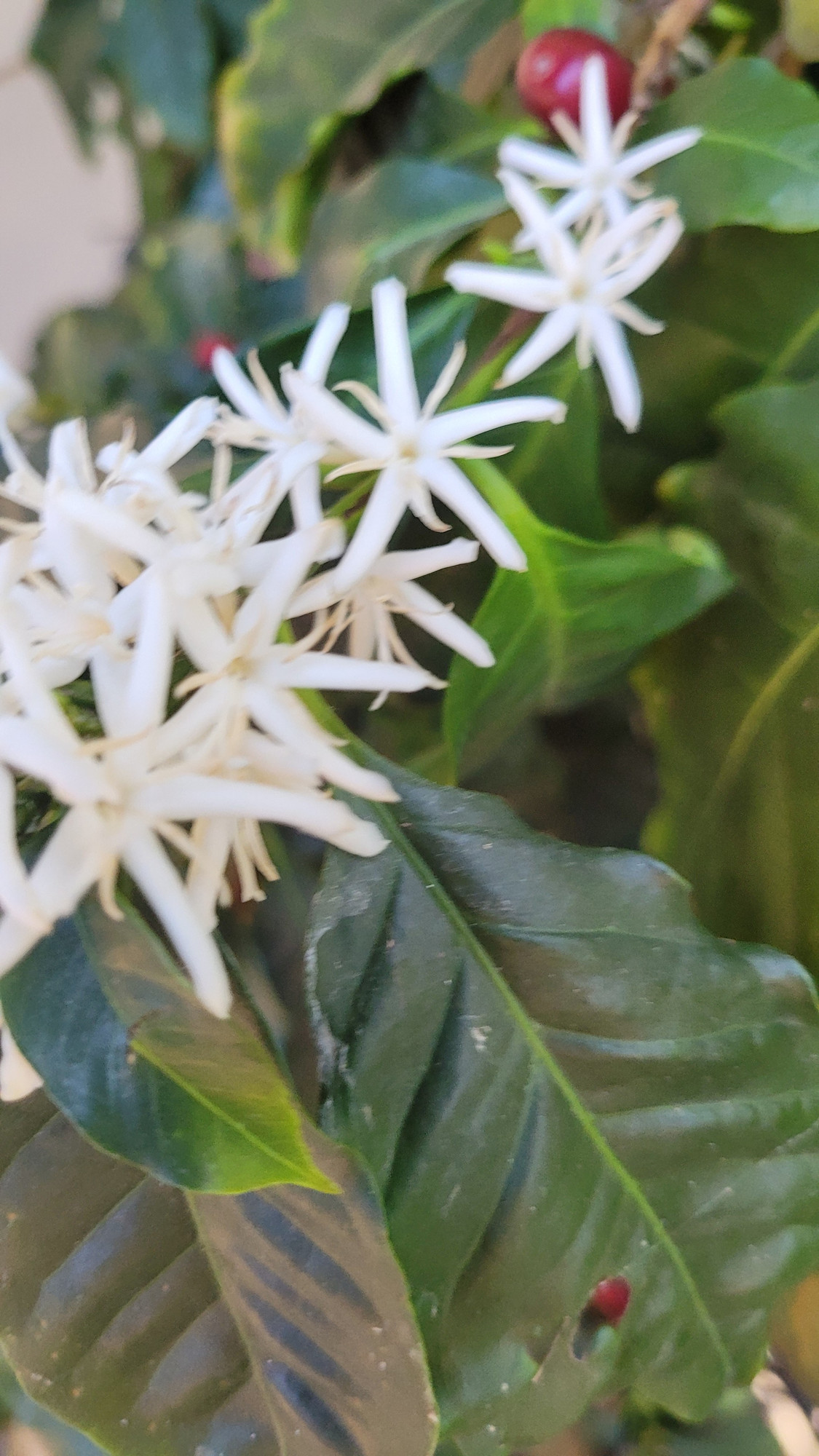 White small flower, extremely fragrant, tropical smell