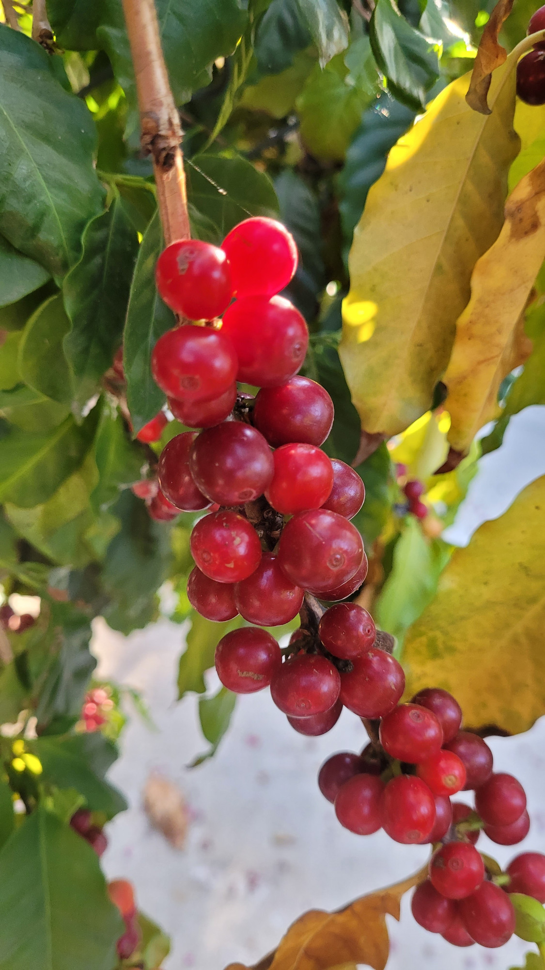Dark res cherries on a stem of a tree