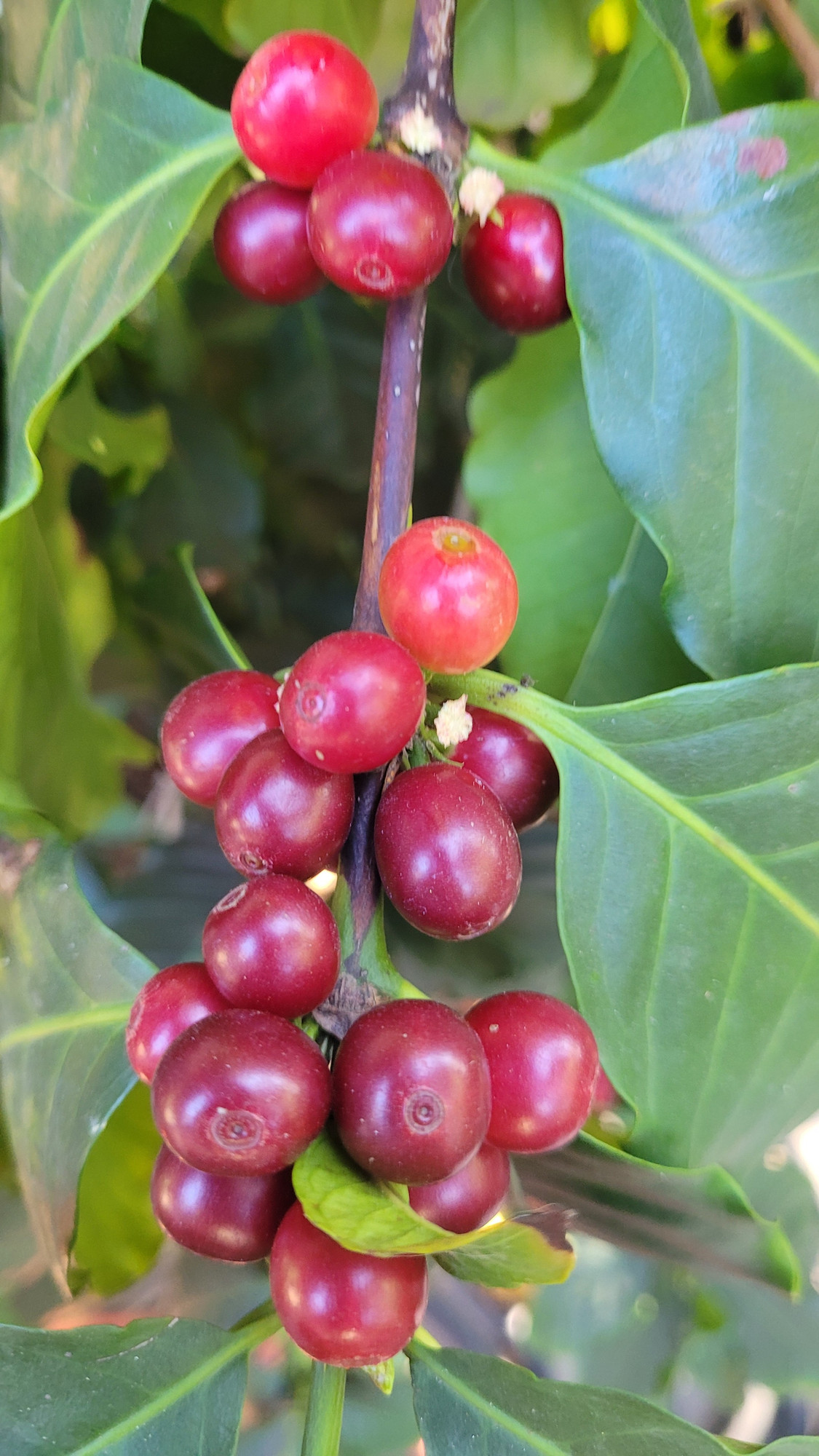 More coffee cherries