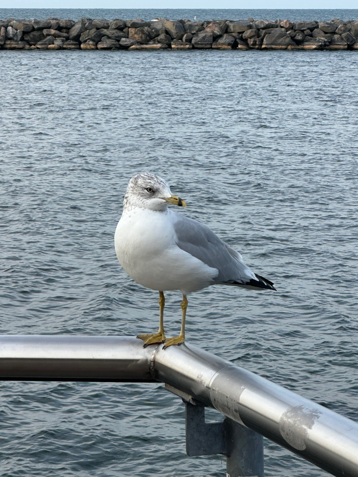 A dangerously handsome seagull with dashing white and grey feathers. It looks sassily at me, kind of a side eye really… judging me and expecting food to be dropped.