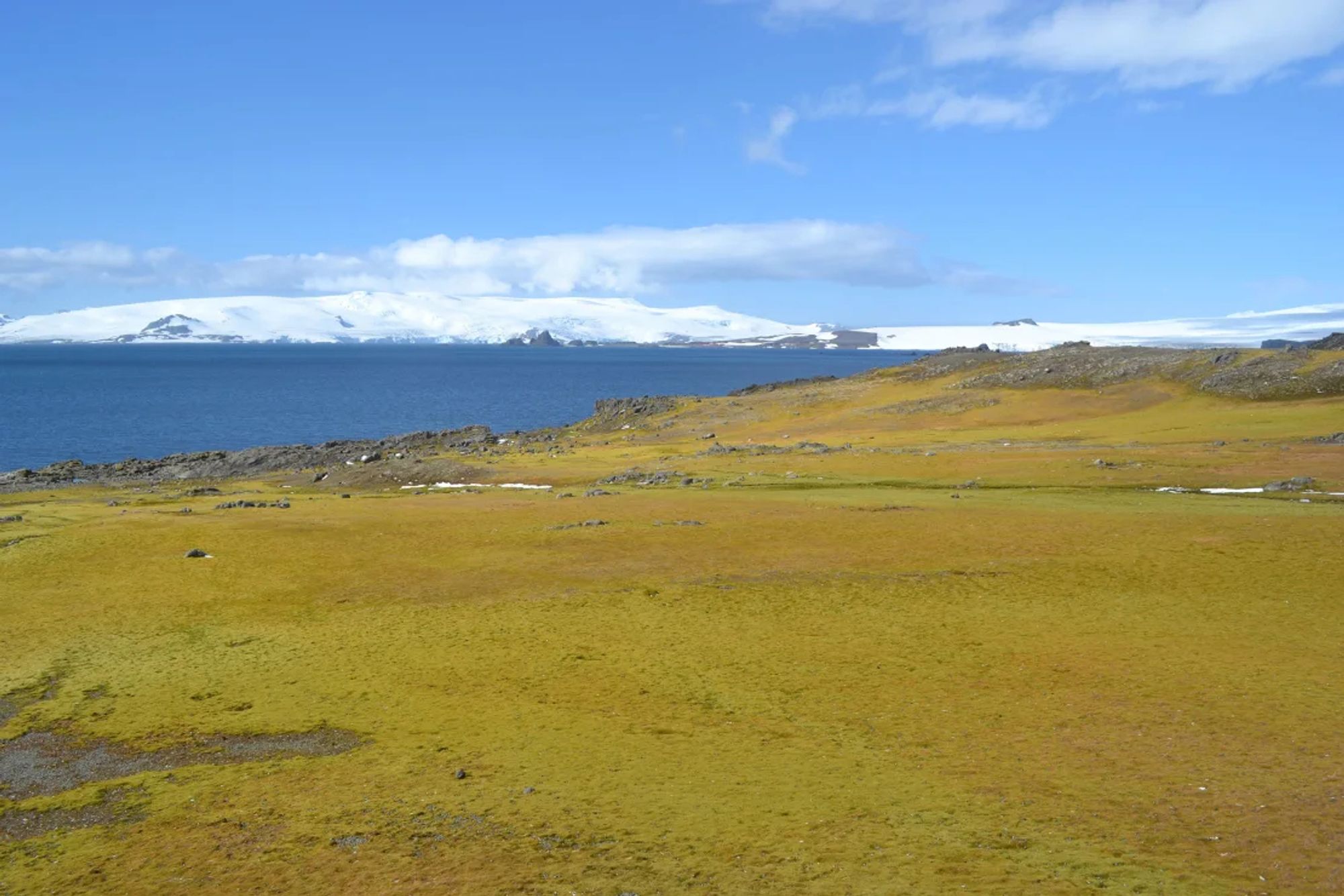 A paisagem mostra uma área da Ilha Barrientos, com um campo plano coberto de vegetação baixa e esparsa em tons de verde e amarelo. A área rochosa na parte superior direita sugere um terreno levemente elevado. Ao fundo, é possível ver um vasto corpo de água, possivelmente o oceano, com uma cordilheira de montanhas cobertas de neve ao longe. O céu está claro, com algumas nuvens dispersas. A imagem transmite a sensação de um ambiente frio, mas com presença de vida vegetal, típico de regiões polares. ©️ Dan Charman