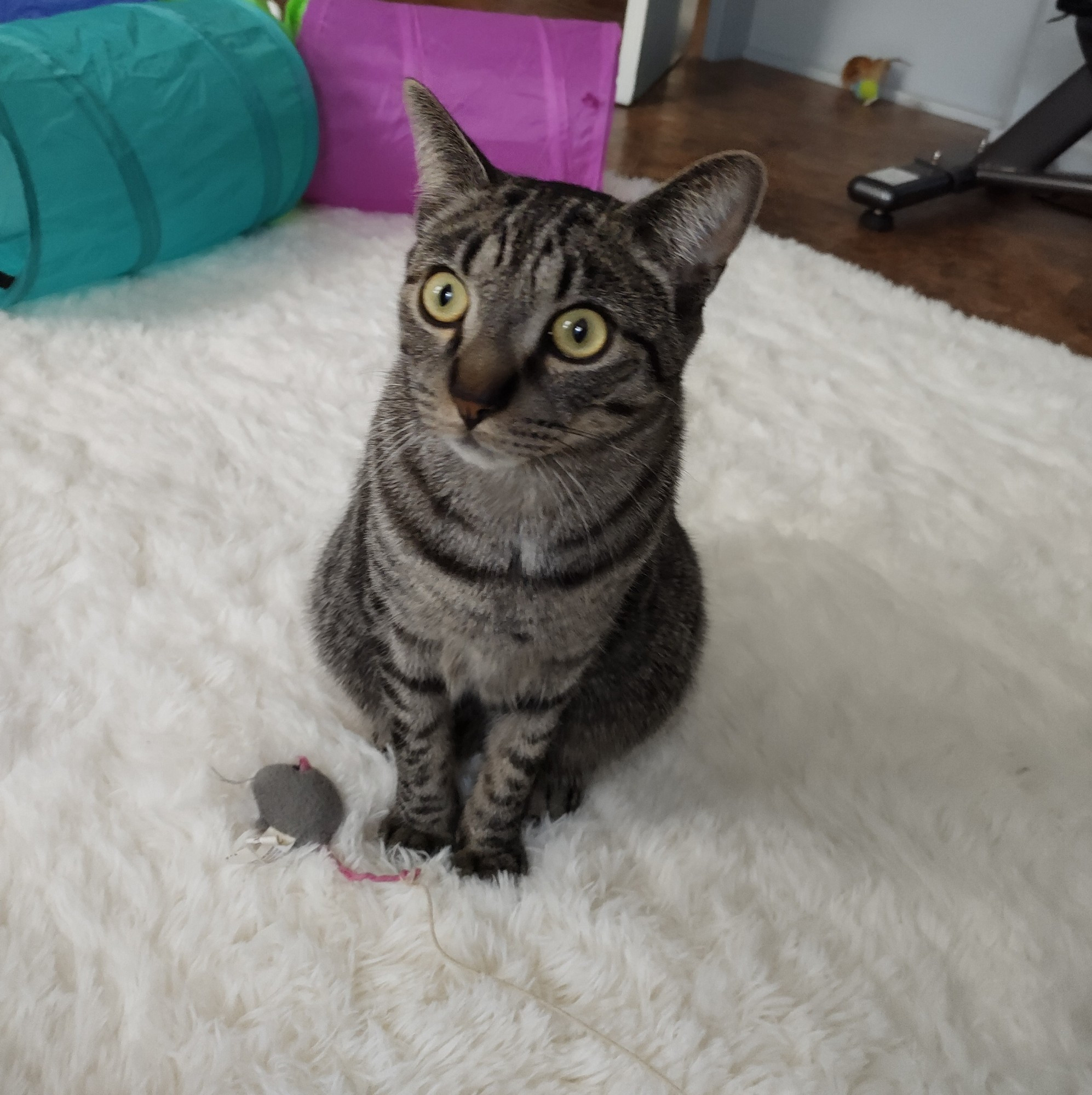 A dark striped tabby cat sits on a white shag rug with an utterly blank expression. A toy mouse on a string sits at his feet and a colorful tunnel toy is behind him. 