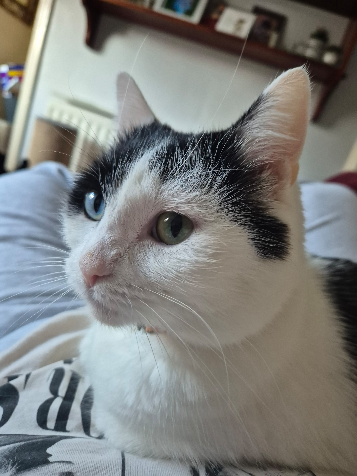 black and white cat with one green and one blue eye laying down on someones lap