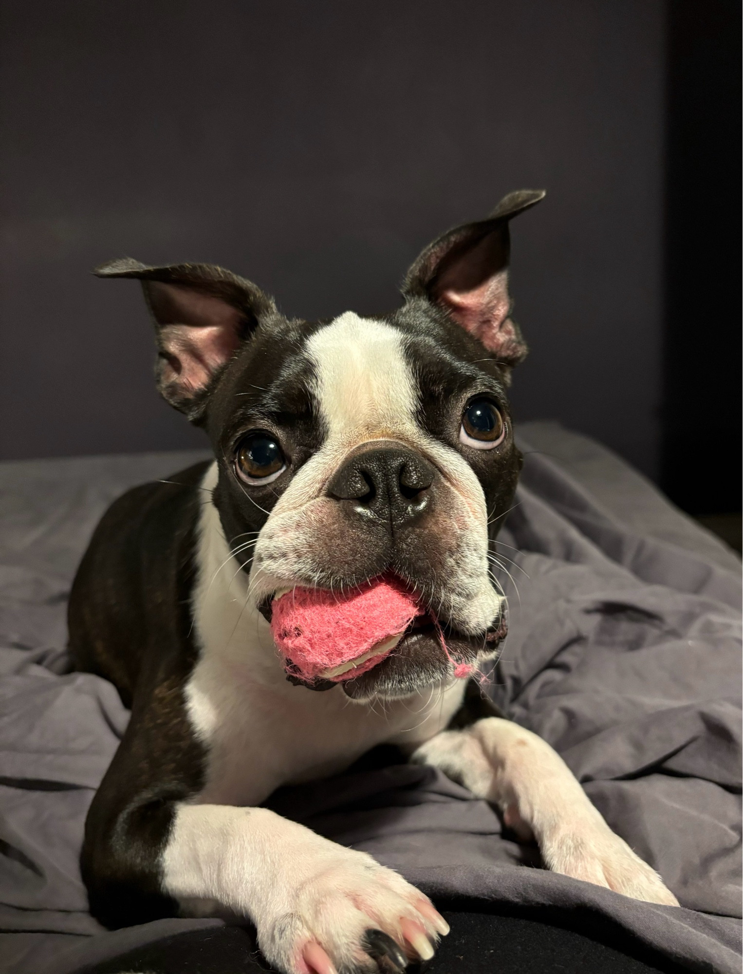 Boston Terrier holding a pink tennis ball in his mouth