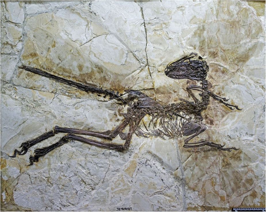 Fóssil de um dinossauro da família Dromaeosauridae, a mesma do velociraptor, com as impressões de penas preservadas, é possível ver que ele tinha o que pareciam ser asas.