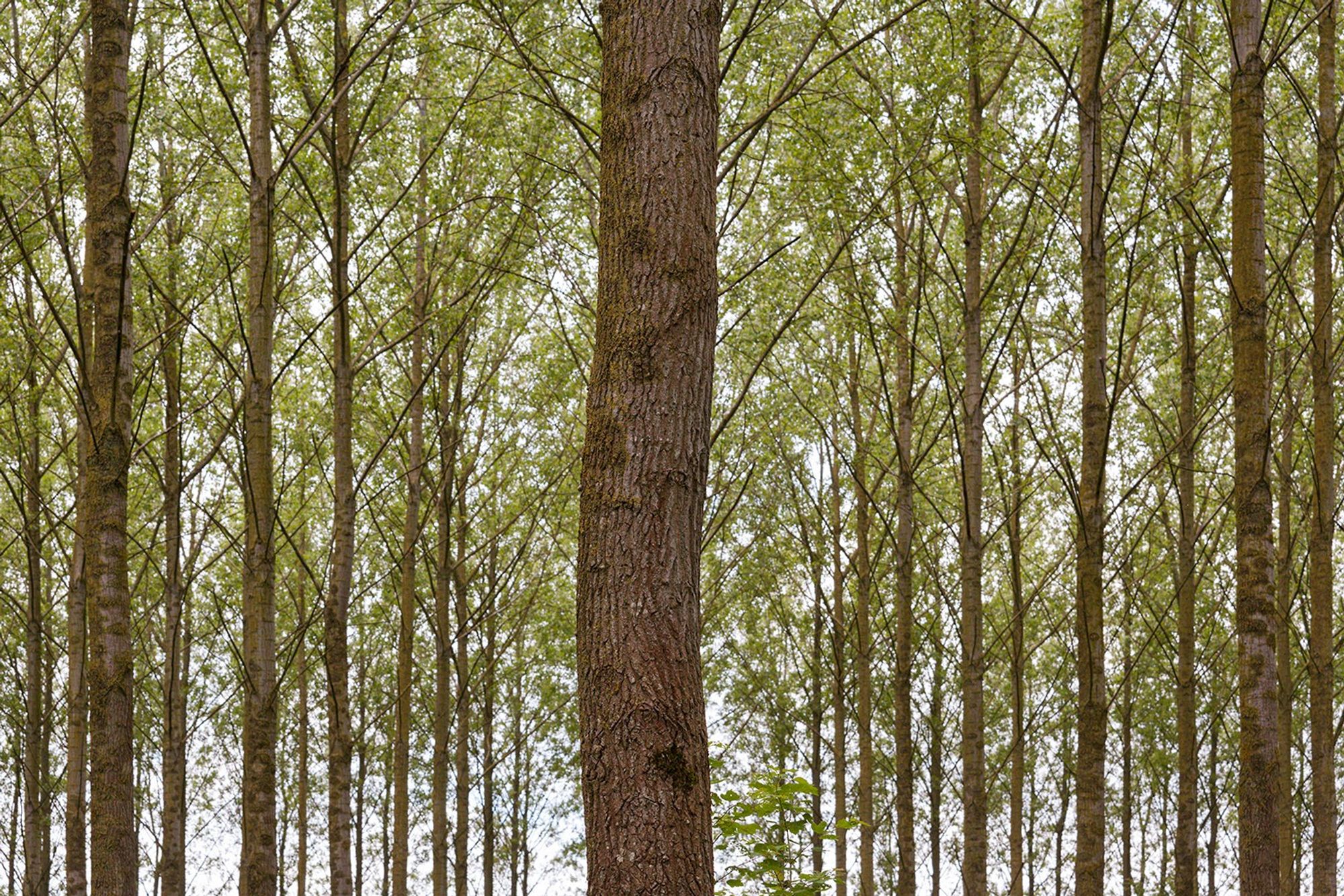 Bomen in een bos, repeterend.