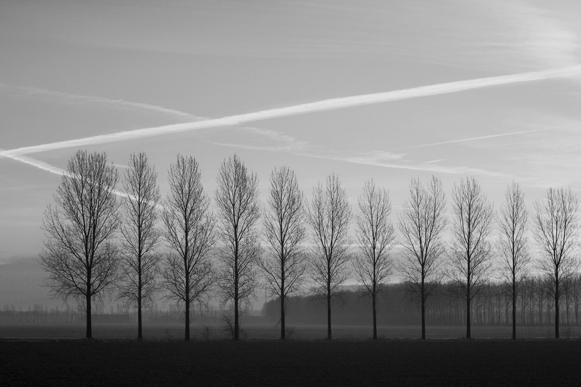 Rij bomen in de lege polder, in zwart-wit.