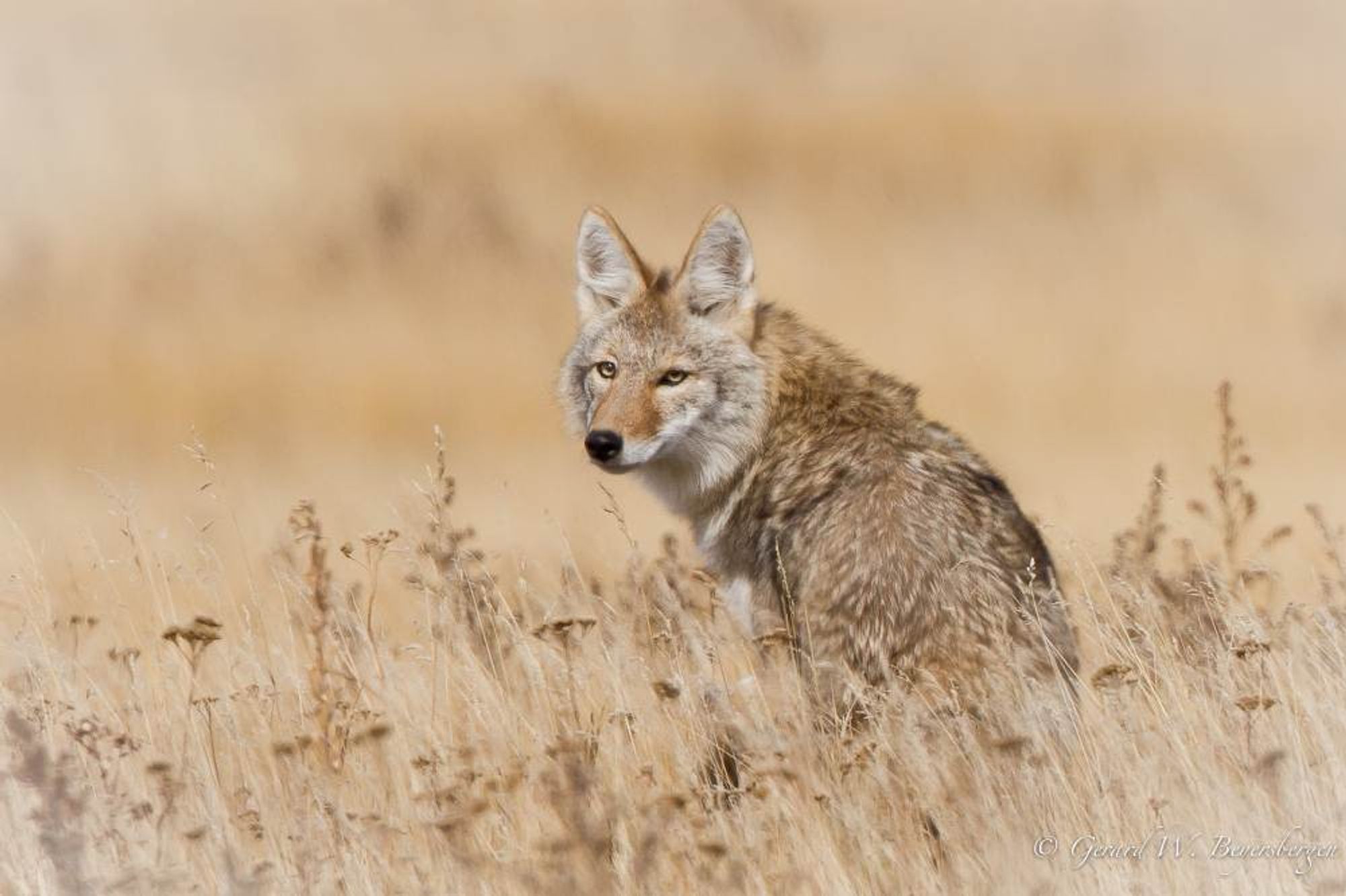 A beautiful tan coyote sitting in a bright and softly lit pale tan field of grass.