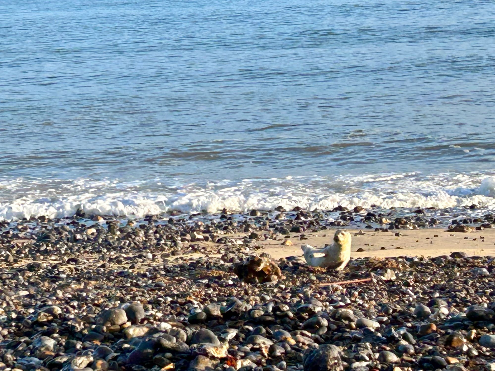 On a sandy patch of the pebbly beach a pale seal lifts tail and flipper to find some warmth from the early October sun.