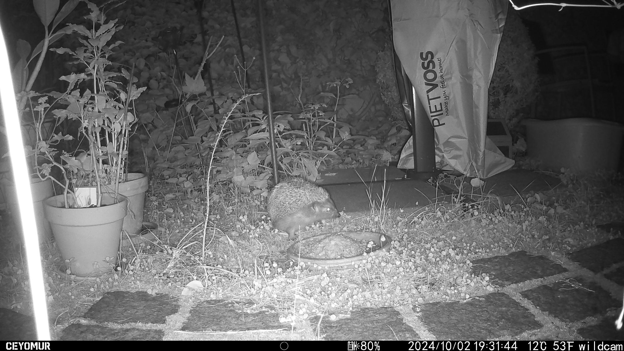 Igel an Futterschale, abends um 19:30 Uhr