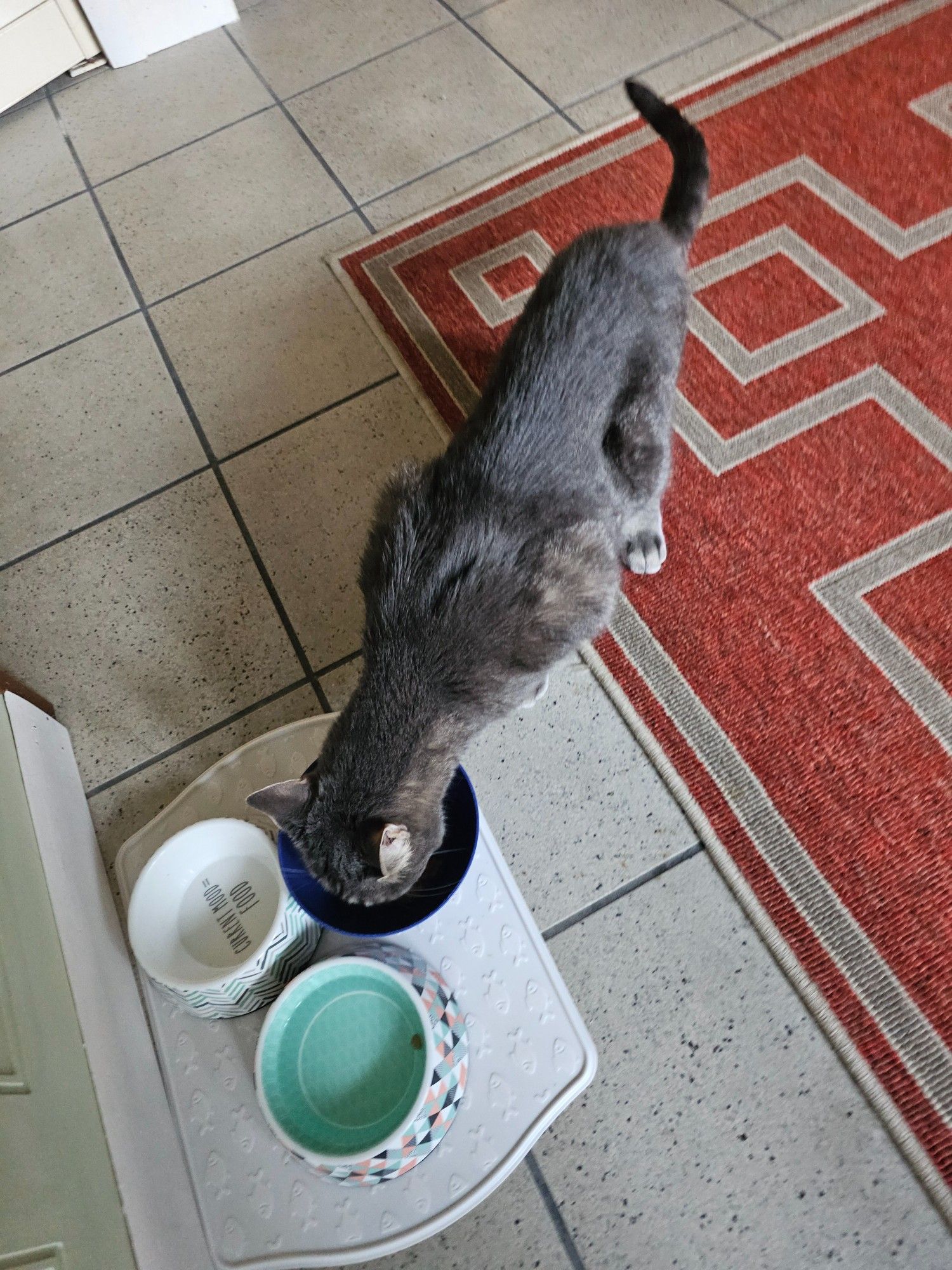 Photograph of a grey cat eating out otlf a bowl. The cat has an unusually long neck, and the cat is kinda lanky in general. The background is a tiled kitchen floor with a patterned rug on it