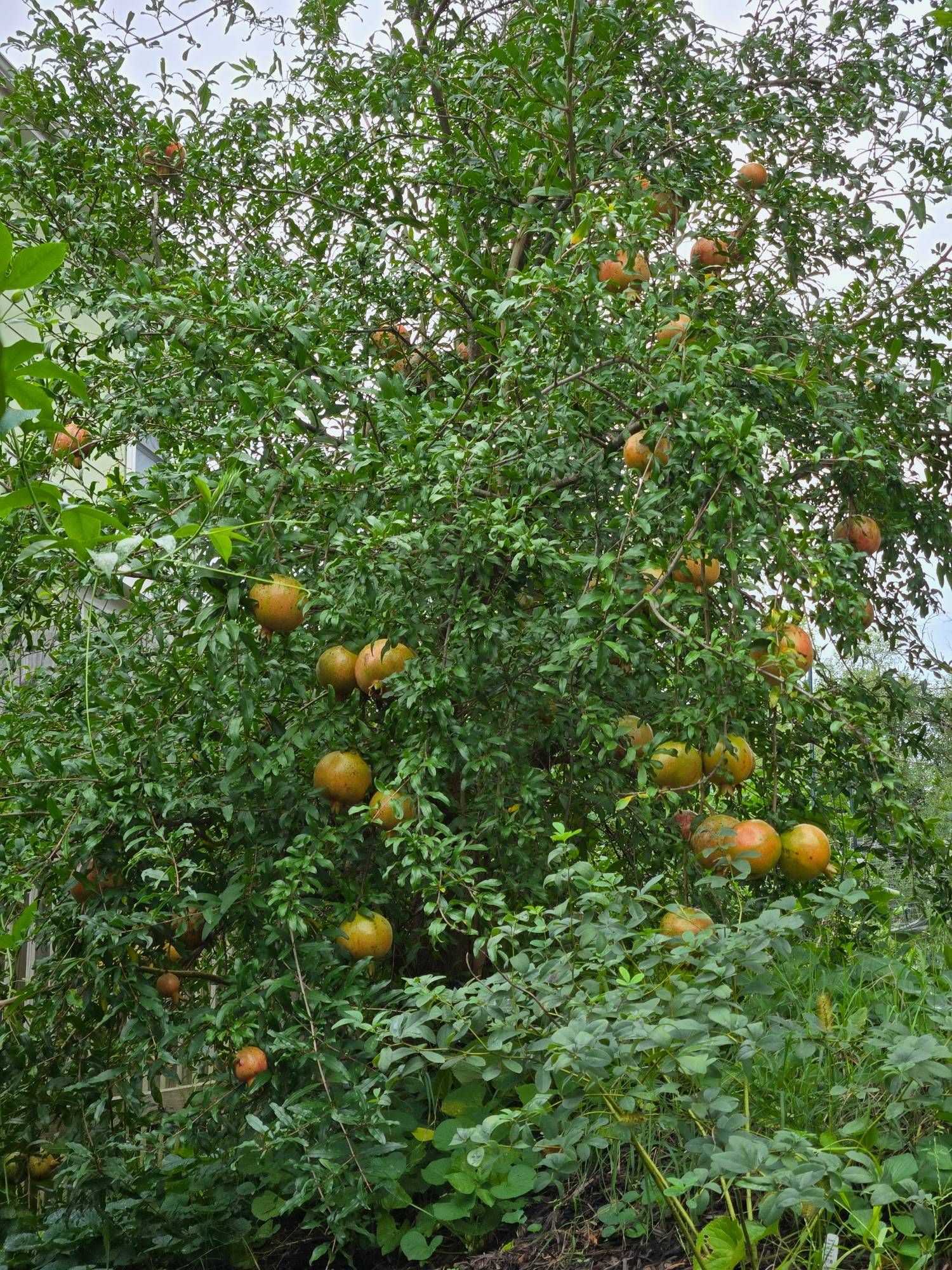 Our front yard pomegrabate shrubbery where you can see about 3 dozen spherical fruit just from this one side of the plant.