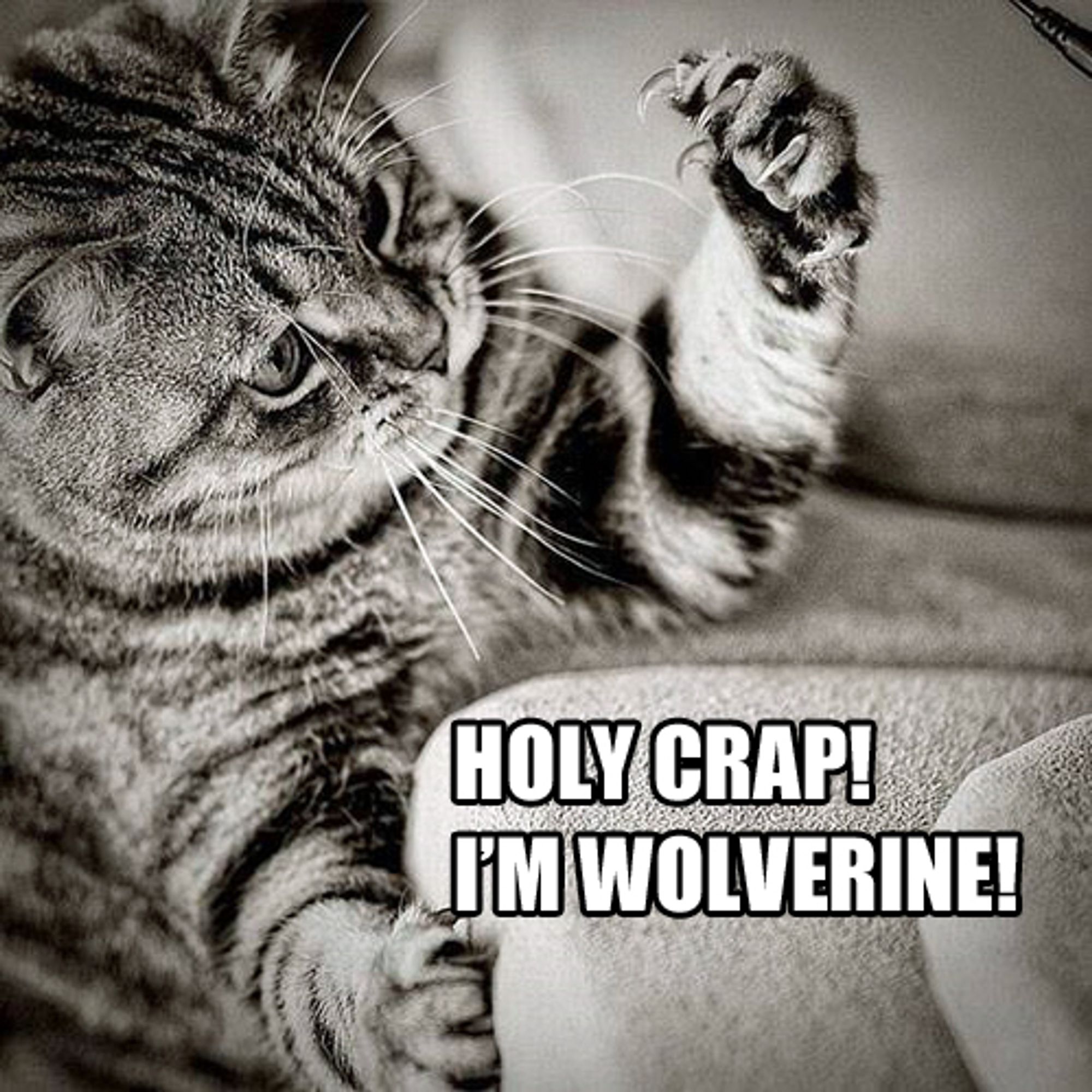 Eine Katze bewundert ihre Krallen.
Darunter der Text: "Holy Crap! I'm Wolverine!"