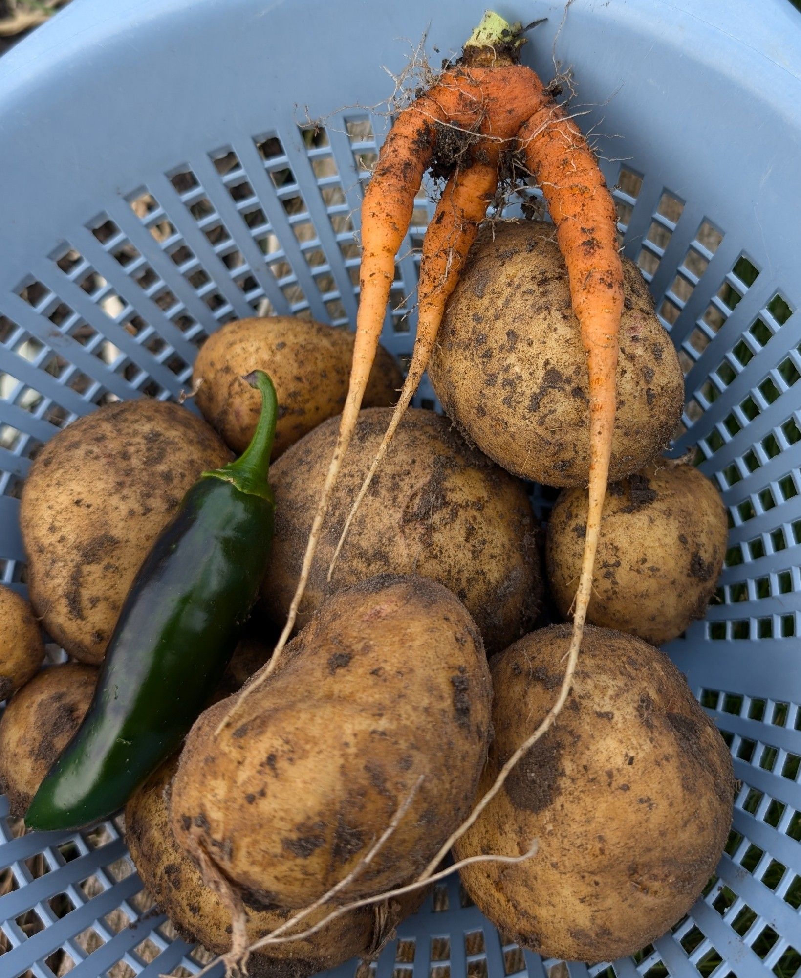 A colander filled with veggies from my garden : potatoes, a chili pepper, and a bizarre 3-pronged carrot.