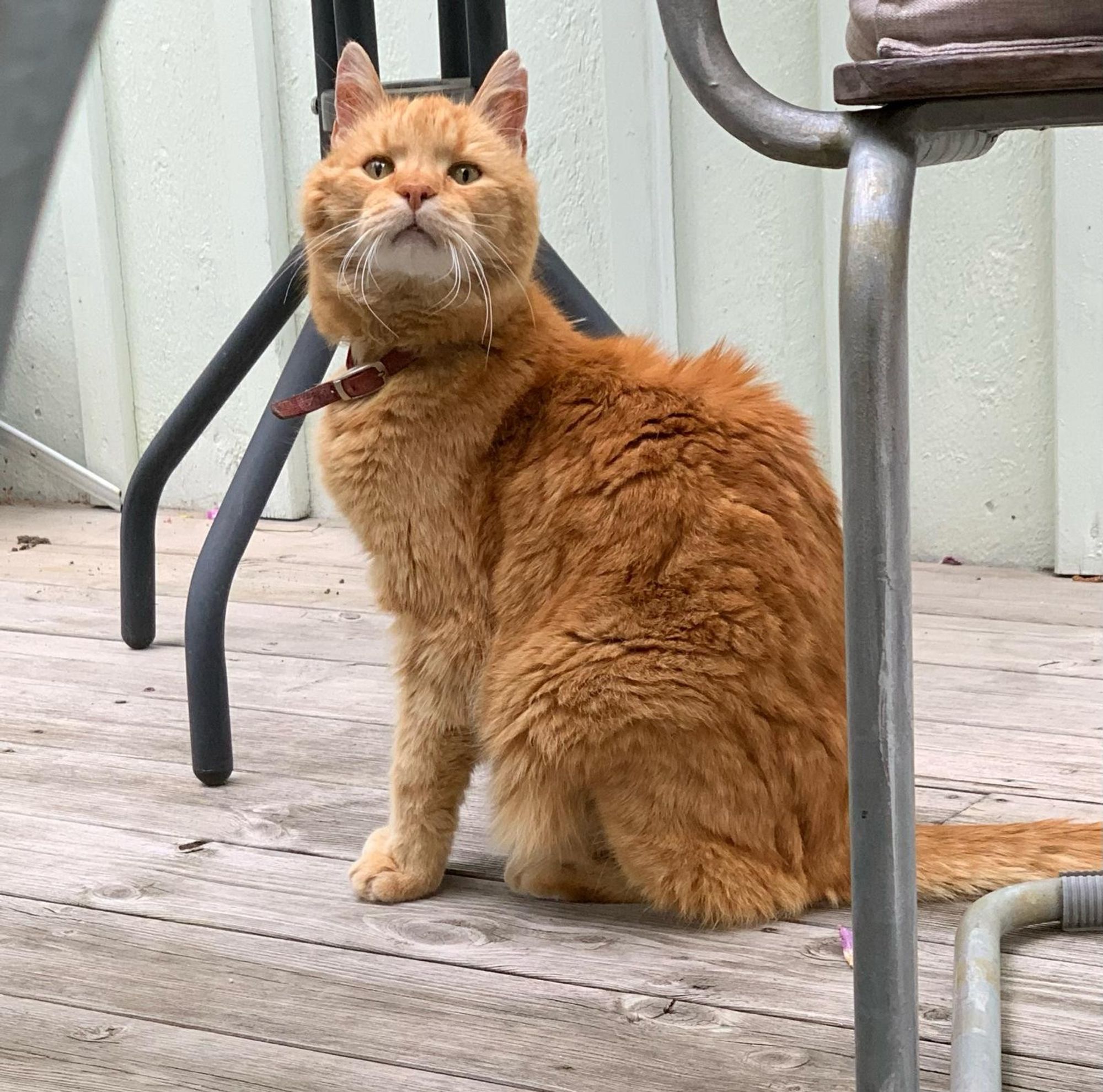 Our birthday boy is sitting on his back legs, back round and his fur is a little messy, but that gives a very nice texture to it. His front legs are straight, we can see his body from the side, but his face is toward us, tilted a little bit upward ; which gives him that look of "oh? what is it?" curious face. His ears are pointed straight upward too and his eyes are wide open.
He's got his reddish/brown colored collar and over all, he looks soooo good and so "noble" ? He's very handsome!