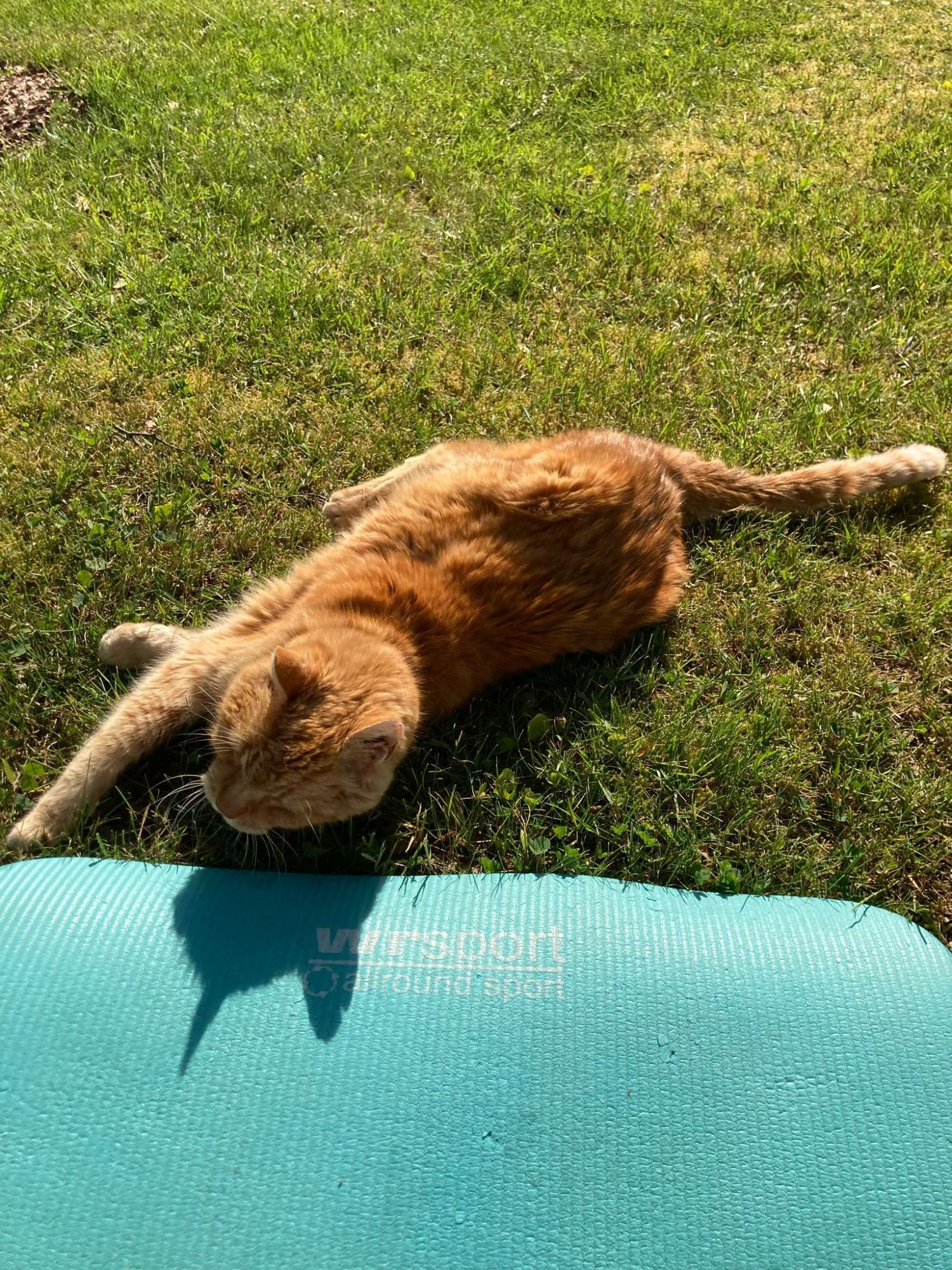 A fluffy, ginger tabby cat is lying on his side on a lawn. He's looking relaxed, stretching out his legs comfortably, basking in the sun. Next to the cat is a blue yoga mat with the words "VUR SPORT" printed on it, on which the cat is resting his head. The sunlight casts a shadow of the cat's head on the mat. (Description by ChatGPT, slightly altered by Shass.)