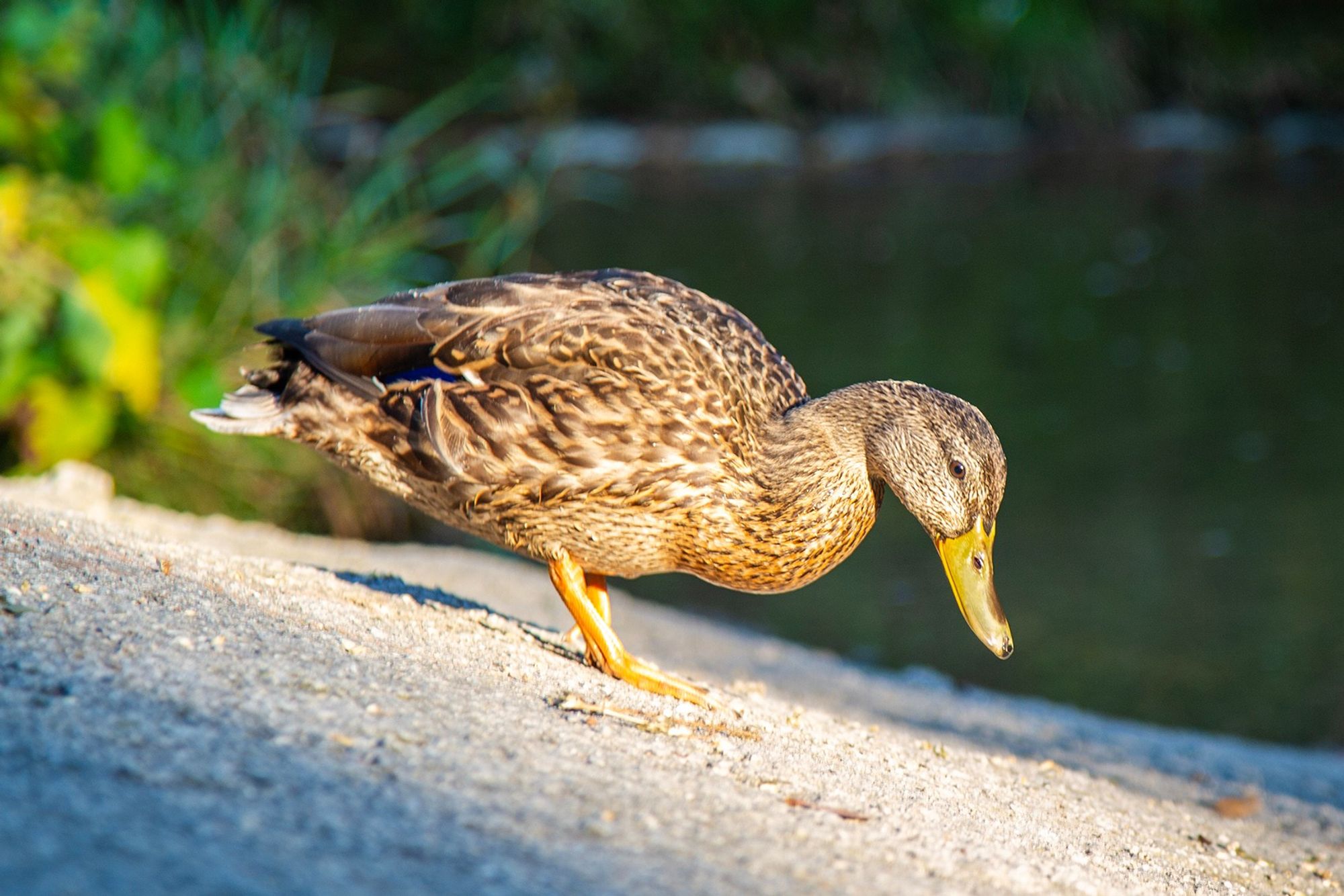 Young mallard, on an angled bit of concrete leading to a stream in a city park. The bird is lit by early morning sun.