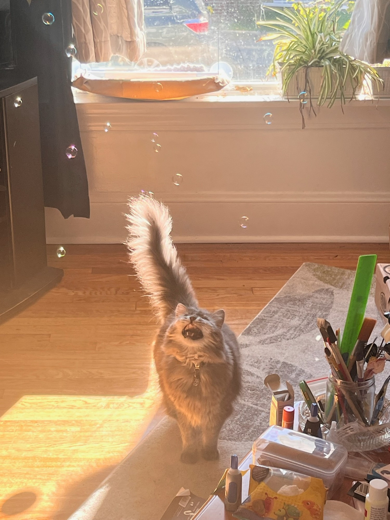 A photo of a fluffy gray cat standing in a sunbeam in my living room, mouth open and meowing at a bunch of bubbles floating around him.