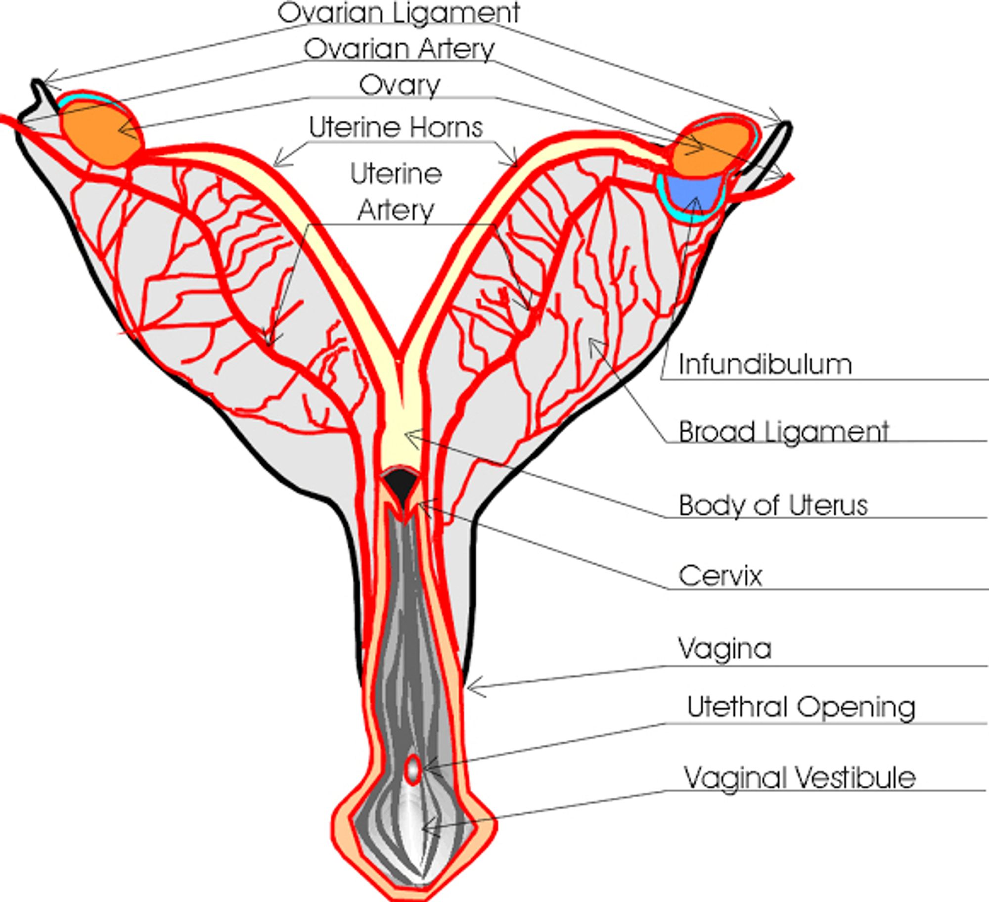 Female Dog Anatomy, Dog Reproductive System - Safarivet