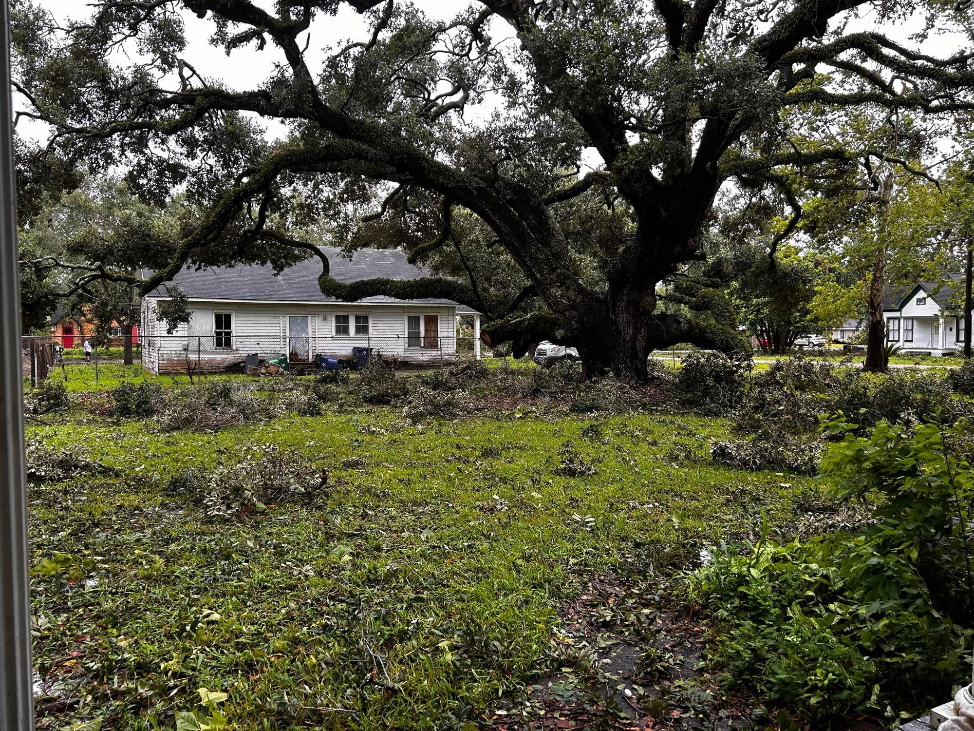 An oak tree with much debris under its branches.