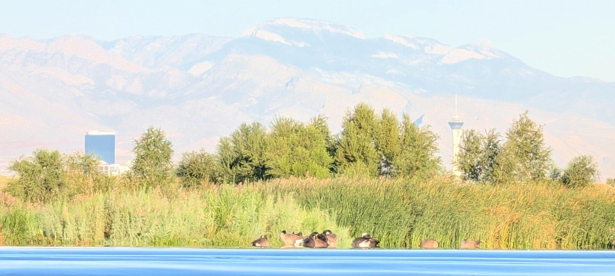 Ducks on a river with buildings of the Las Vegas strip in the background and Mt Charleston.