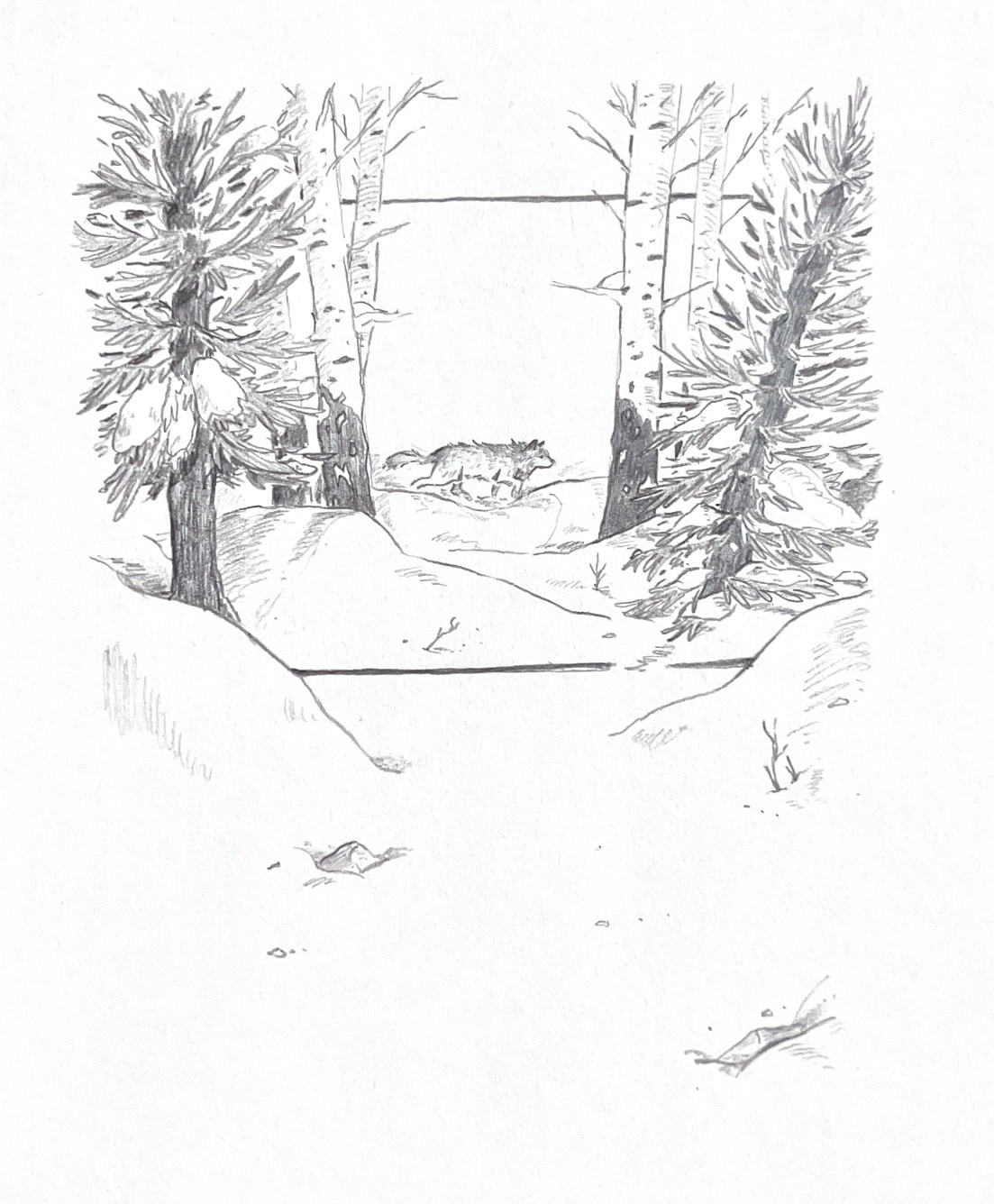 black and white pencil drawing of a grey wolf walking in the snow, among paper birch and black spruce trees with light snow on them.