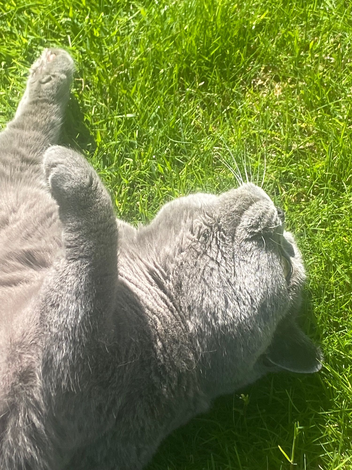 Audrey ‘helping’ at our feet on the garden