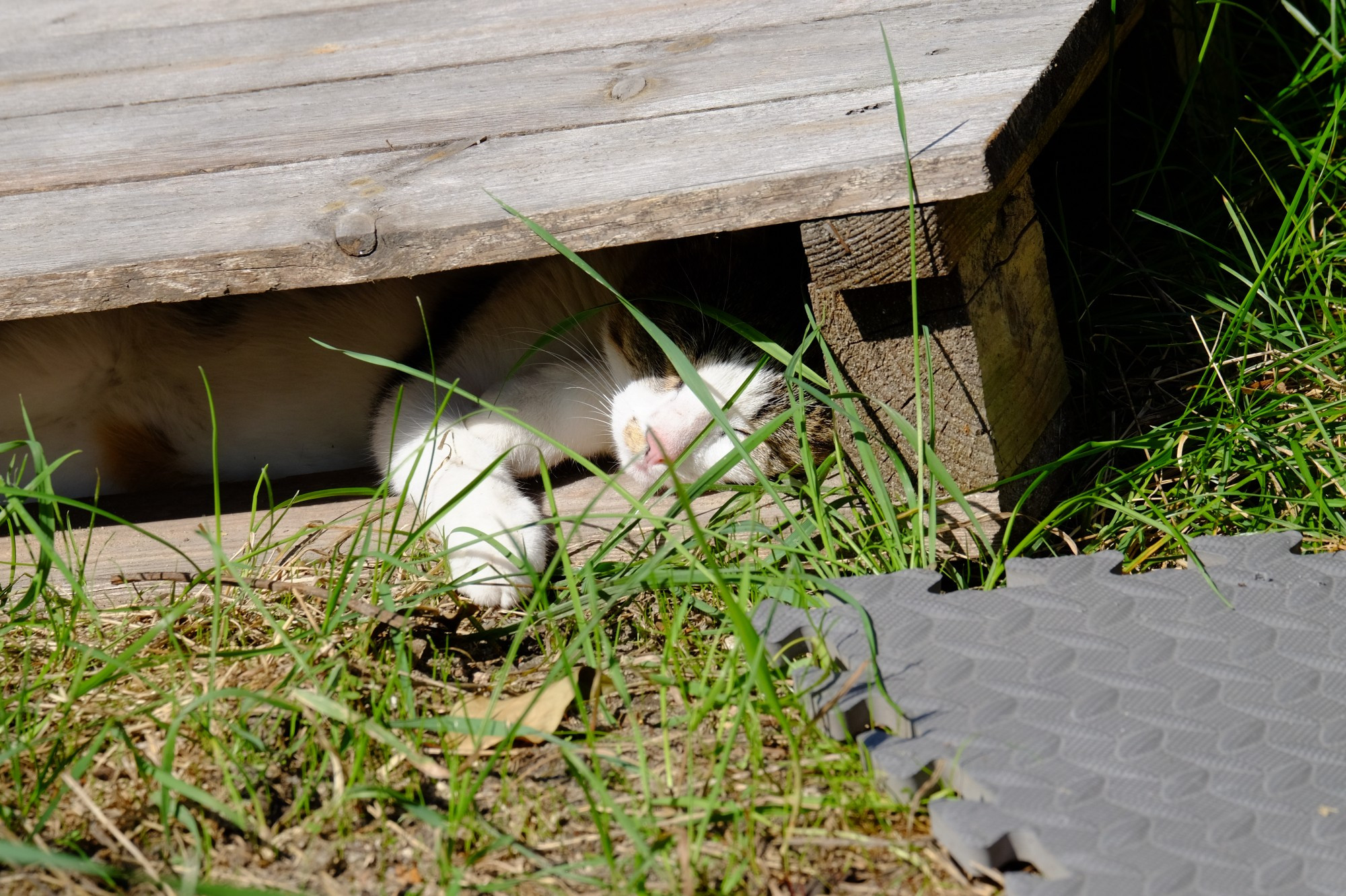 stray cat sheltering from the sun inside a wooden pallett