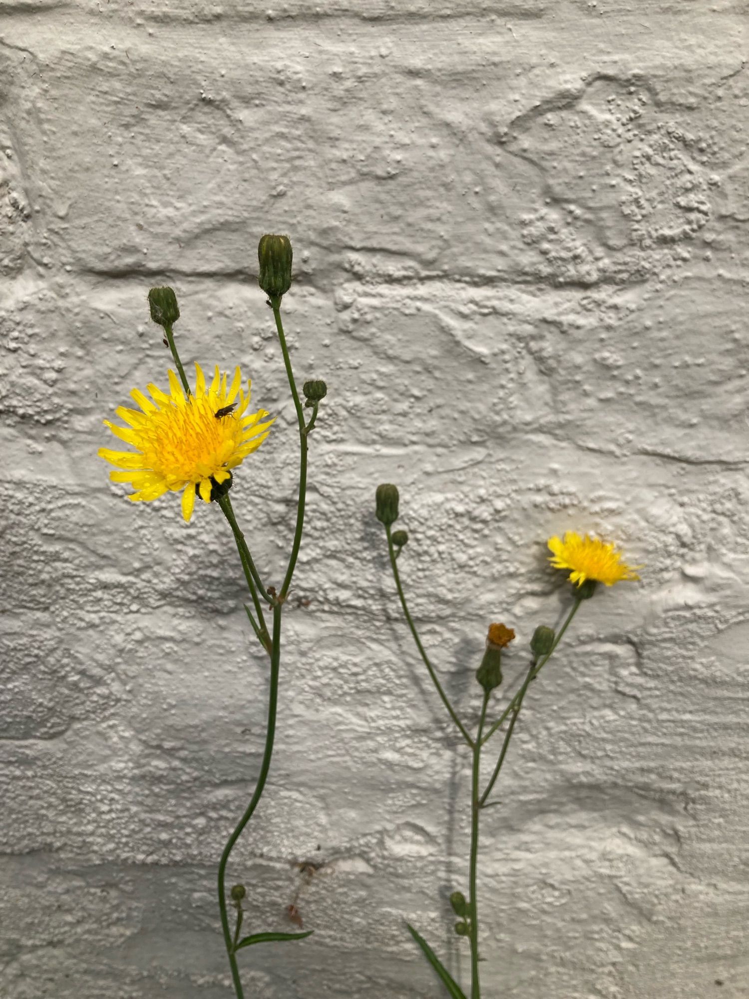 Yellow perennial sowthistle against a wall.