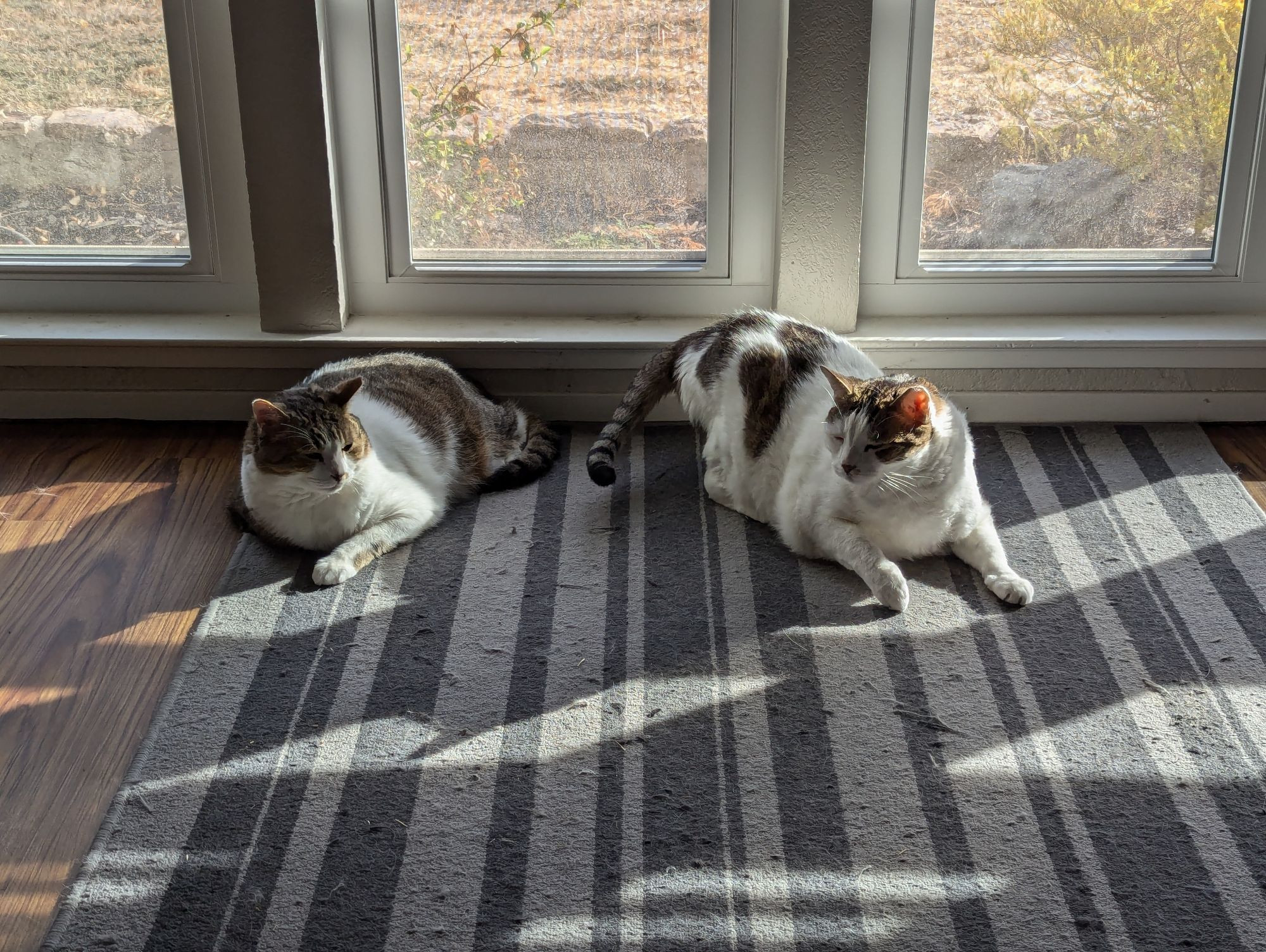 Two piebald tabby cats sit against a set of windows, basking in the afternoon sun. They are almost touching each other, which usually only happens when something has gone wrong