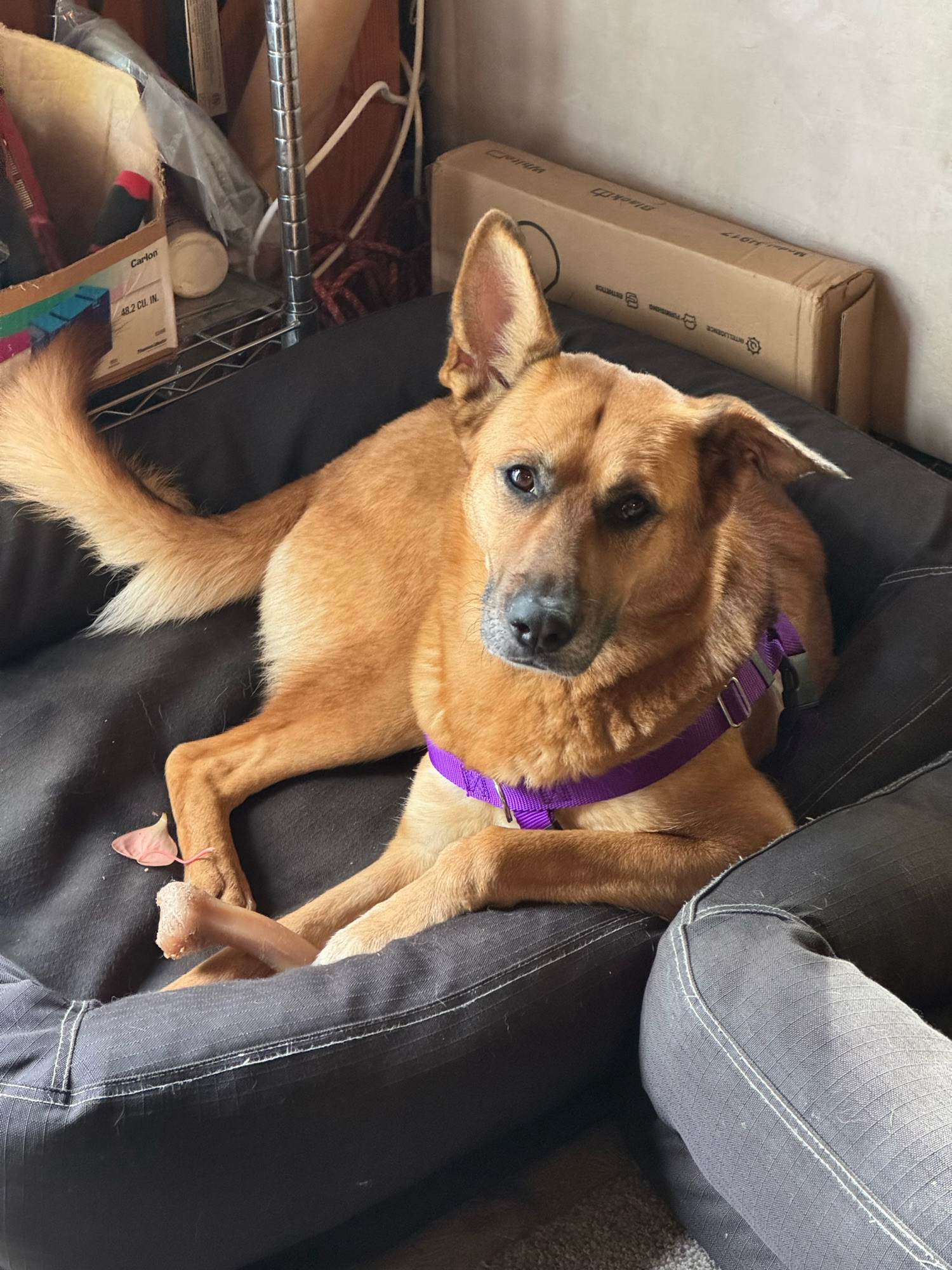 A tan malinois mix wearing a royal purple collar lays in a black dog bed, with one elbow resting jauntily on the bolster, looking at the camera quizzically.