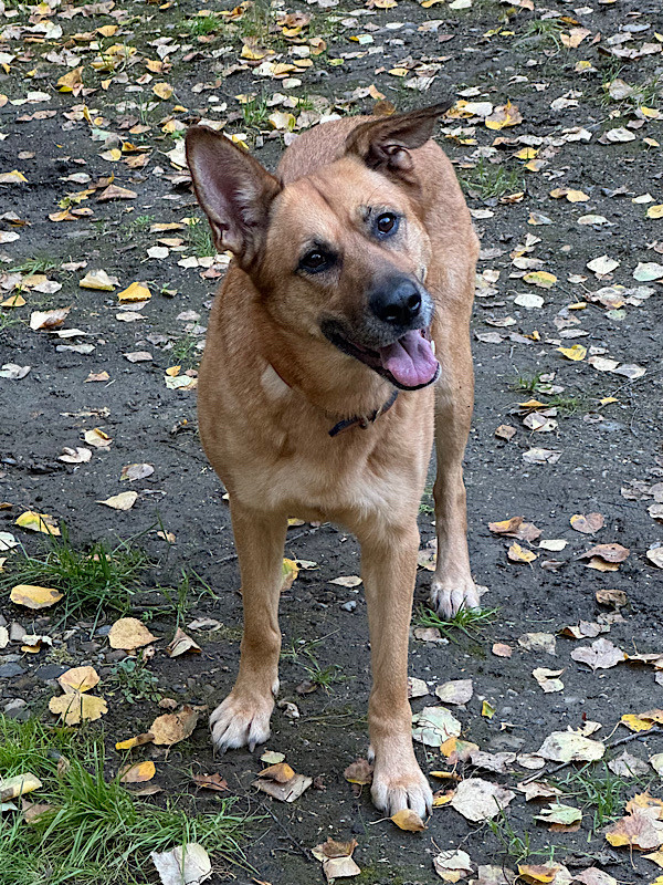 A tan malinois mix cocks her head at the camera, waiting for the photographer to stop being annoying and throw the ball already.